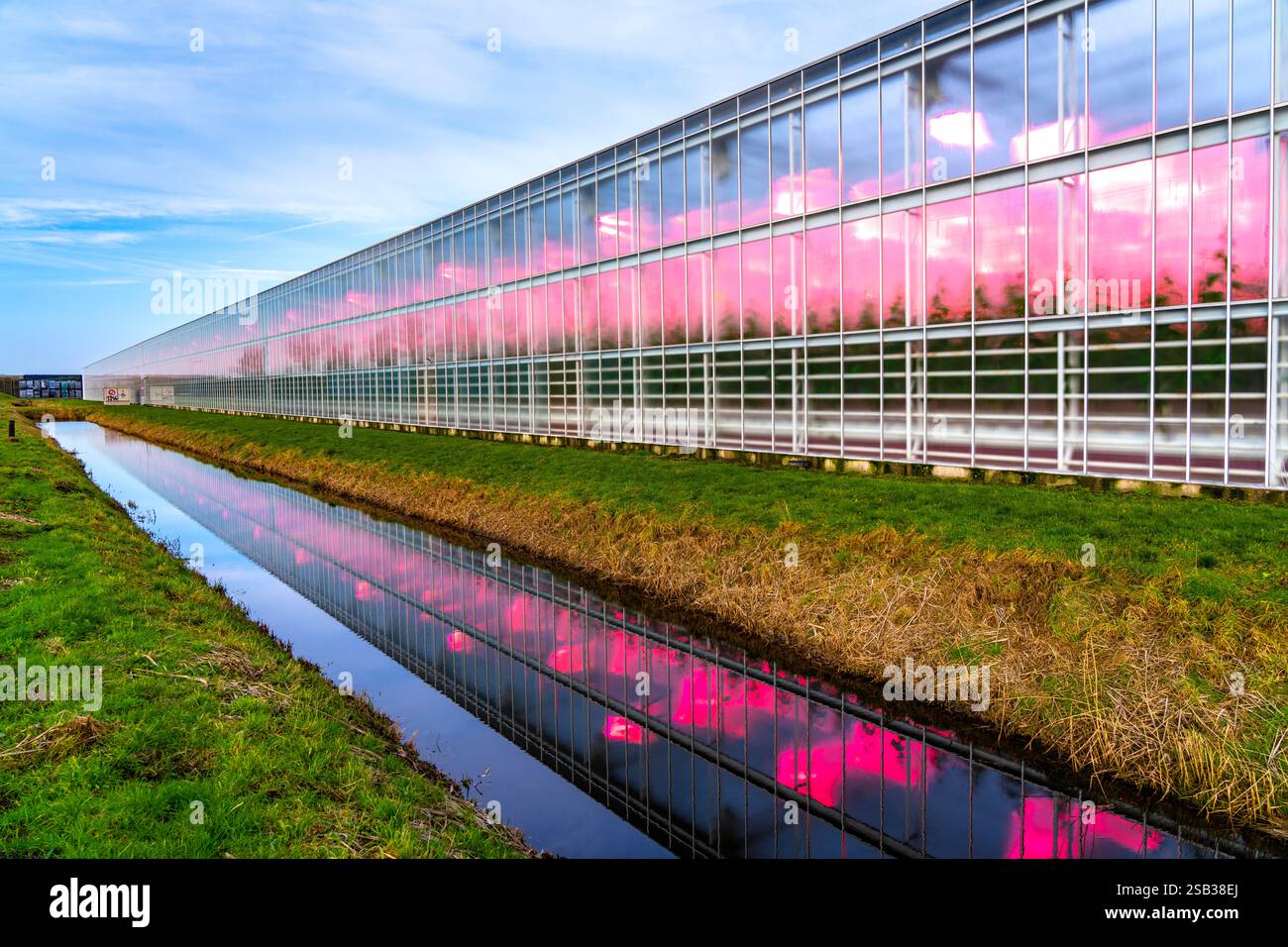 Grandes serres pour concombres et fraises, de plus de 10 hectares, les plantes sont illuminées artificiellement en rose pour favoriser la croissance en hiver, en M. Banque D'Images