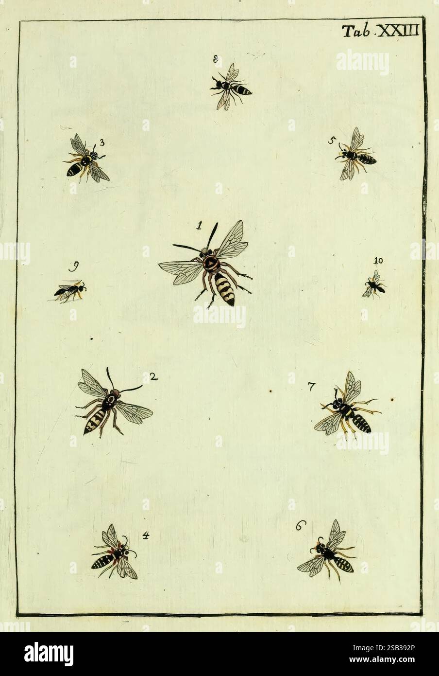 Naturgeschichte, Klassification und Nomenclatur der Insekten vom Bienen, Wespen und Ameisengeschlecht, Frankfurt am main, in der Hermannischen Buchhandlung, 1791, classification, Early Works, Hymenoptera, insectes, œuvres picturales, Une illustration botanique détaillée présente diverses espèces d'abeilles, chacune numérotée pour référence. En haut à gauche, une petite abeille (numéro 2) plane au-dessus de la plus grande abeille (numéro 1) au centre, qui présente des rayures distinctes sur son abdomen. À droite, une abeille plus petite (numéro 4) apparaît à côté d'une abeille légèrement plus grande (numéro 3), toutes deux affichées de profil. Le s inférieur Banque D'Images