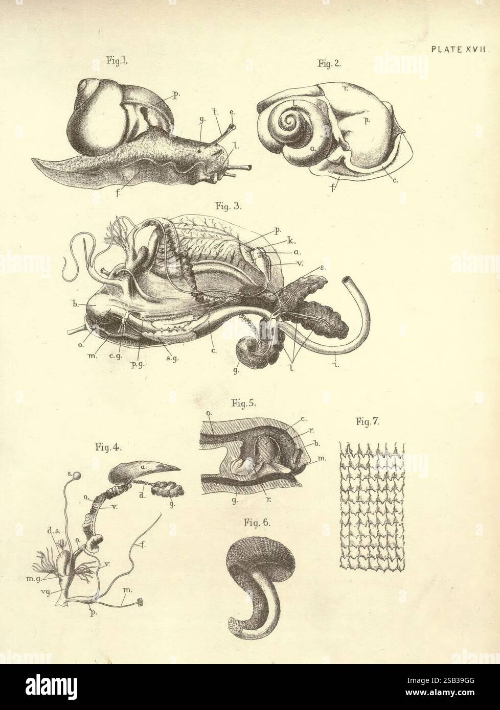 Illustrations de zoologie : invertébrés & vertébrés, Édimbourg, Y.J. Pentland, 1889, zoologie, œuvres picturales, cette plaque présente une série d'illustrations anatomiques détaillées mettant en valeur divers mollusques. Les illustrations sont numérotées et comprennent des espèces distinctes, mettant en évidence des structures anatomiques clés telles que la coquille, la radula et d'autres organes internes. Parmi les figures, il y a des représentations de gastéropodes et de céphalopodes, illustrant la diversité au sein de la classe. En outre, diverses parties sont étiquetées avec des lettres, fournissant une référence claire à une caractéristique anatomique spécifique Banque D'Images