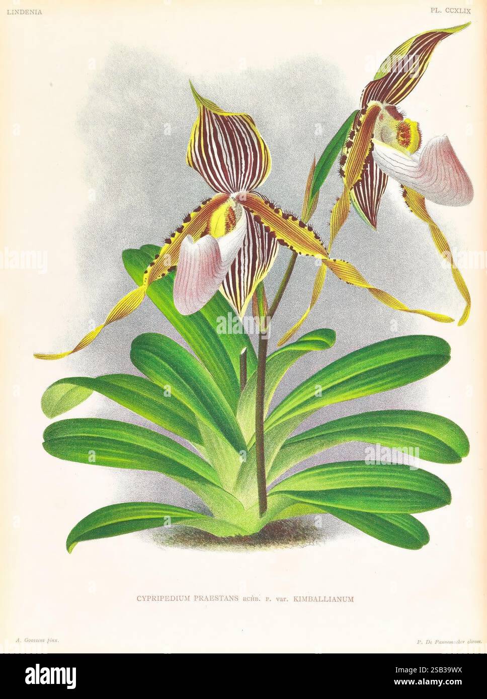 Lindenia, Gand [Belgique], Impr. F. Meyer-van Loo, 1885-1906, classification, guides, nomenclature, nomenclature populaire, Orchidaceae, orchidées, œuvres picturales, terminologie, cette illustration présente un spécimen étonnant de l'orchidée Cypripedium praestans, en particulier la variété connue sous le nom de Kimballianum. La fleur se caractérise par ses pétales distinctifs et complexes ornés de riches motifs de rayures jaunes et brunes. Des fleurs en forme de coupe proéminentes s'élèvent gracieusement au-dessus d'un arrangement luxuriant de larges feuilles vertes, créant un contraste éclatant. La composition met en évidence les deux Banque D'Images