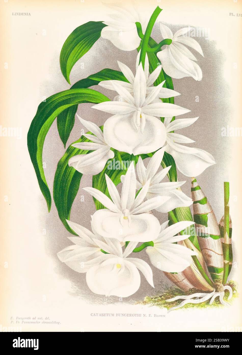 Lindenia, Gand [Belgique], Impr. F. Meyer-van Loo, 1885-1906. classification, guides, identification, nomenclature, nomenclature populaire, orchidaceae, orchidées, œuvres picturales, terminologie, Une représentation magnifiquement illustrée du Catasetum hungarothi, mettant en valeur ses élégantes fleurs blanches. Les fleurs sont disposées en grappes, avec des pétales délicats qui créent un contraste saisissant avec les feuilles vertes luxuriantes. Les caractéristiques botaniques détaillées, telles que la texture des feuilles et la conception complexe des fleurs, sont soulignées, soulignant la beauté naturelle de la plante. Cette œuvre sert Banque D'Images