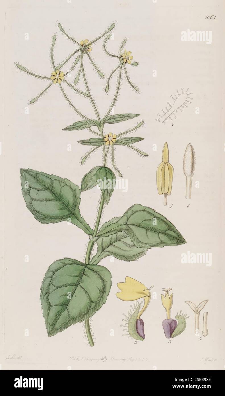 The Botanical Register London imprimé pour James Ridgway 1815-1828 1815 XIXe siècle botanique gravures sur cuivre Angleterre médias graphiques Grande-Bretagne coloriés à la main Icônes périodiques Pictorial Works Plant introduction plants ornental, une illustration représentant une plante à fleurs délicate, mettant en valeur une tige mince ornée de grappes de petites fleurs jaunes qui comportent cinq structures ressemblant à des pétales. Les feuilles sont larges et dentelées, offrant un contraste vert luxuriant aux éléments floraux. La plante principale est accompagnée de dessins anatomiques détaillés, y compris des gros plans de la reproduction de la fleur Banque D'Images