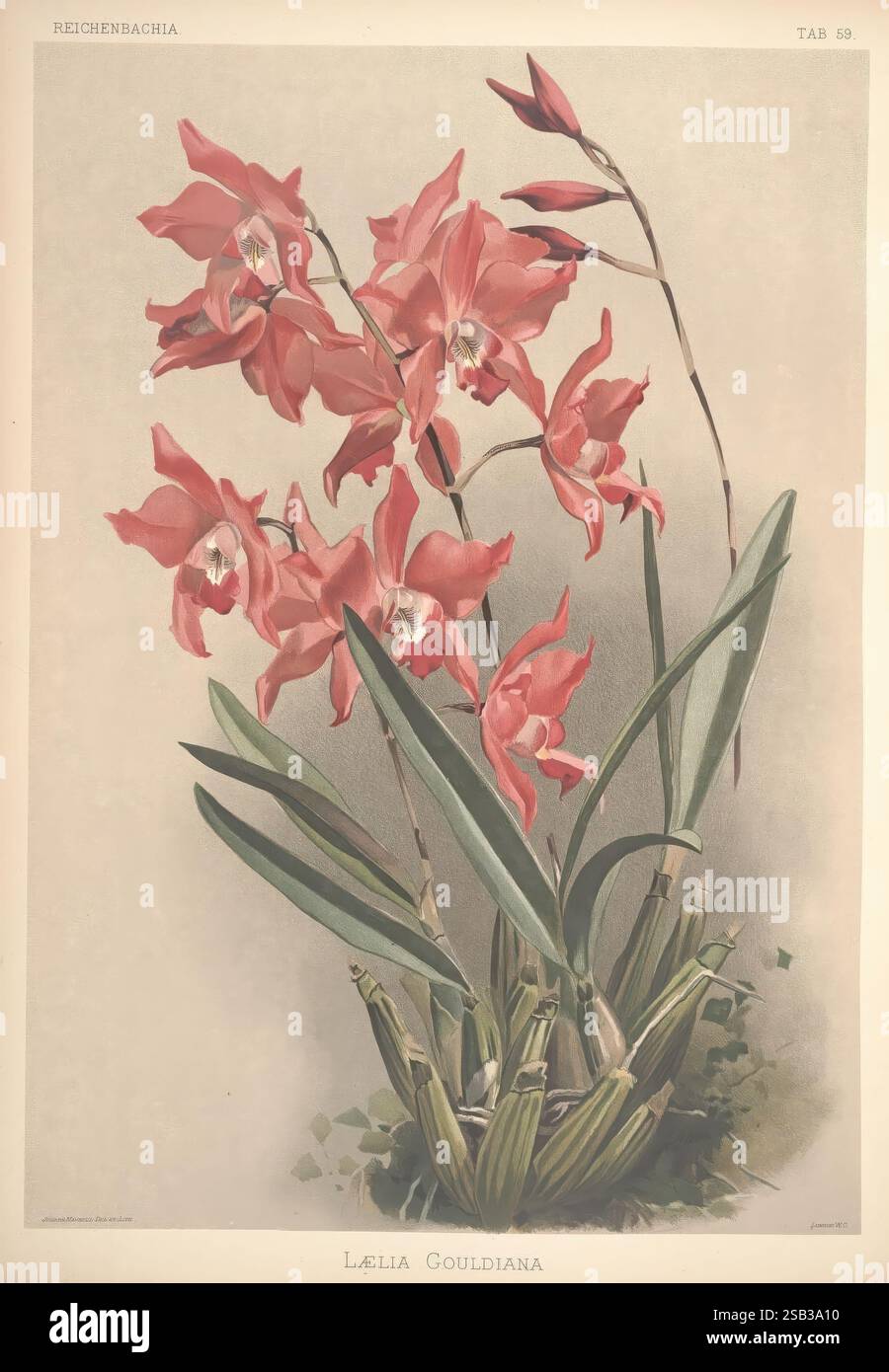 Reichenbachia, créé Albans, London, New York, F. Sander & Co, Orchid Growers & Importers, H. Sotheran & Co, I. Forstermann, 1888-1890, Orchidaceae, Henry Frederick Conrad Sander, Orchids, botanany, Flowers, taxonomy : Family= orchidaceae, laelia gouldiana, Joseph Mansell., Un superbe arrangement d'orchidées Lælia Gouldiana met en valeur leurs fleurs roses vibrantes, élégamment réparties sur des tiges minces. Chaque fleur présente des marques délicates qui rehaussent sa beauté. Les feuilles vertes luxuriantes forment une base robuste, soulignant les riches détails de la plante. La composition attire le regard sur le jeu complexe de Banque D'Images
