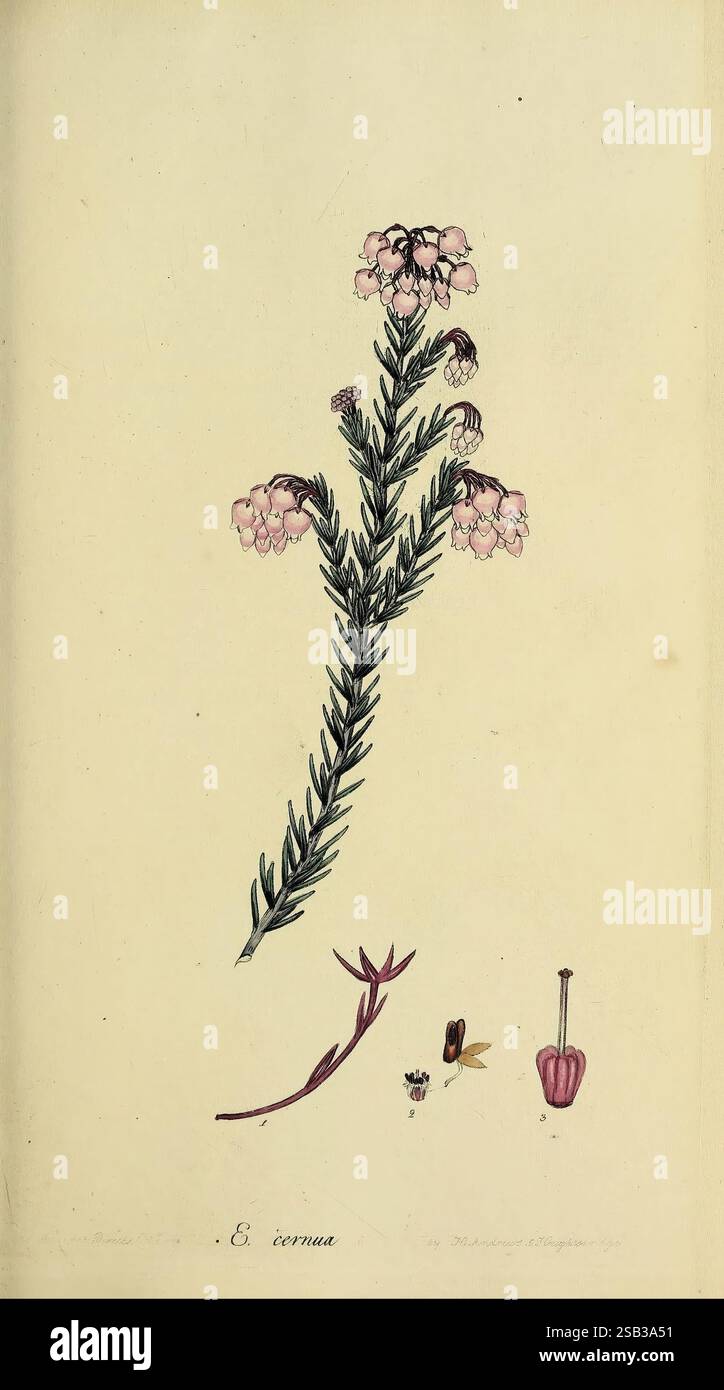 The Heathery, ou Une monographie du genre Erica, Londres, Henry G. Bohn, 1845, ericas, heather, œuvres picturales, l'illustration présente une délicate plante à fleurs avec des feuilles minces et allongées et des grappes de petites fleurs roses au sommet d'une tige verticale. À gauche de la plante principale se trouvent divers dessins botaniques qui représentent différentes parties de la plante : un petit bourgeon floral, un insecte et une gousse de graines. Chaque élément est méticuleusement rendu, mettant en valeur les détails complexes de la structure de la plante, y compris les lignes fines des feuilles et la forme distincte des fleurs et du reproduit Banque D'Images