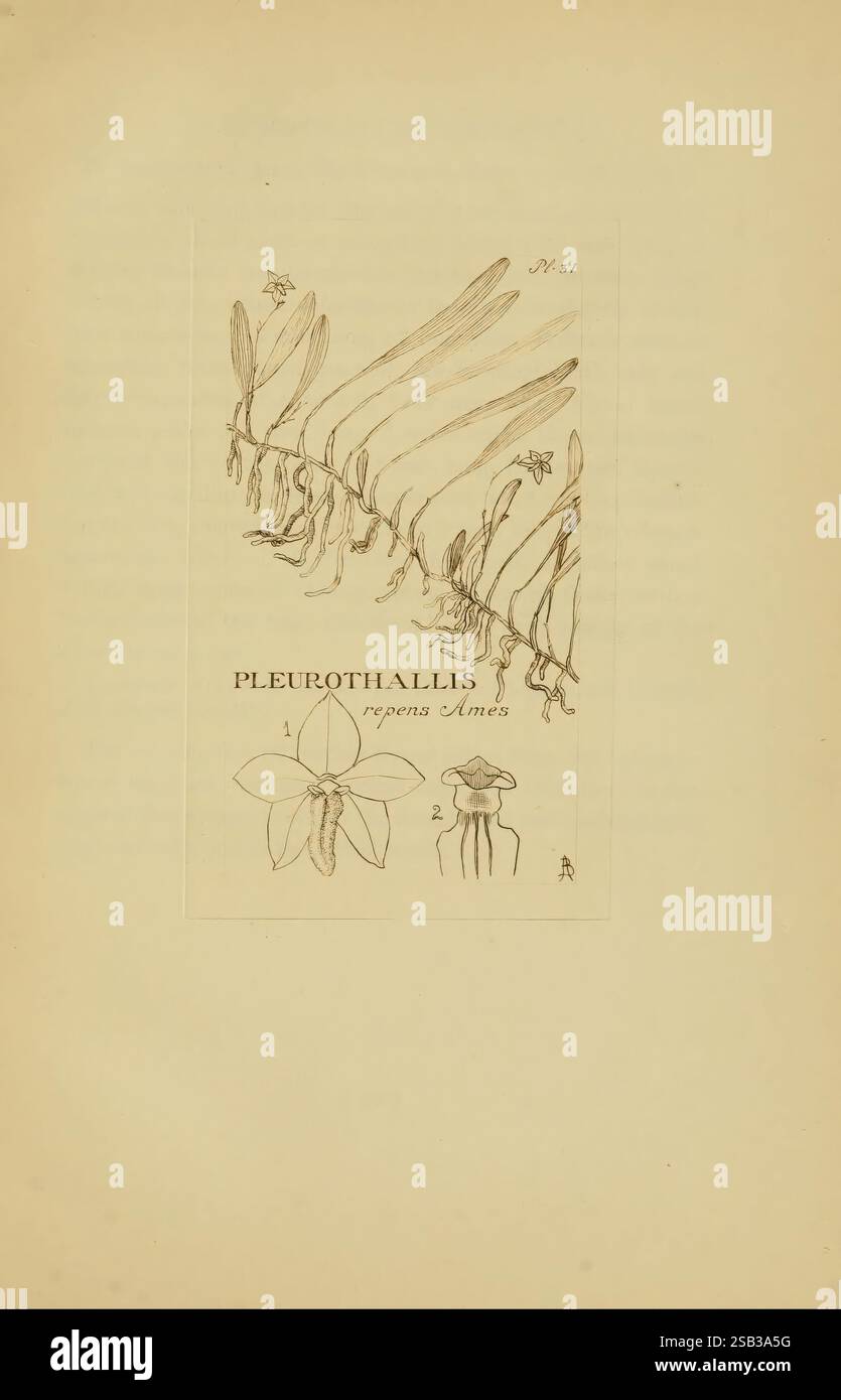 Orchidaceae, 1905-22, Monocotyledoneae, Orchidaceae, orchidées, blanche Ames, Ames, femmes en science, cette illustration présente la représentation scientifique du Pleurothallis repens, une espèce d'orchidée. L'œuvre met en valeur la structure délicate de la plante, avec des feuilles allongées et de multiples éléments floraux. La partie supérieure met en évidence la forme et la disposition distinctes des feuilles, tandis que la partie inférieure présente un dessin détaillé de la fleur d'orchidée, soulignant ses caractéristiques uniques. Les illustrations sont accompagnées d'un système d'annotation numérique, indiquant probablement différents aspects de Banque D'Images