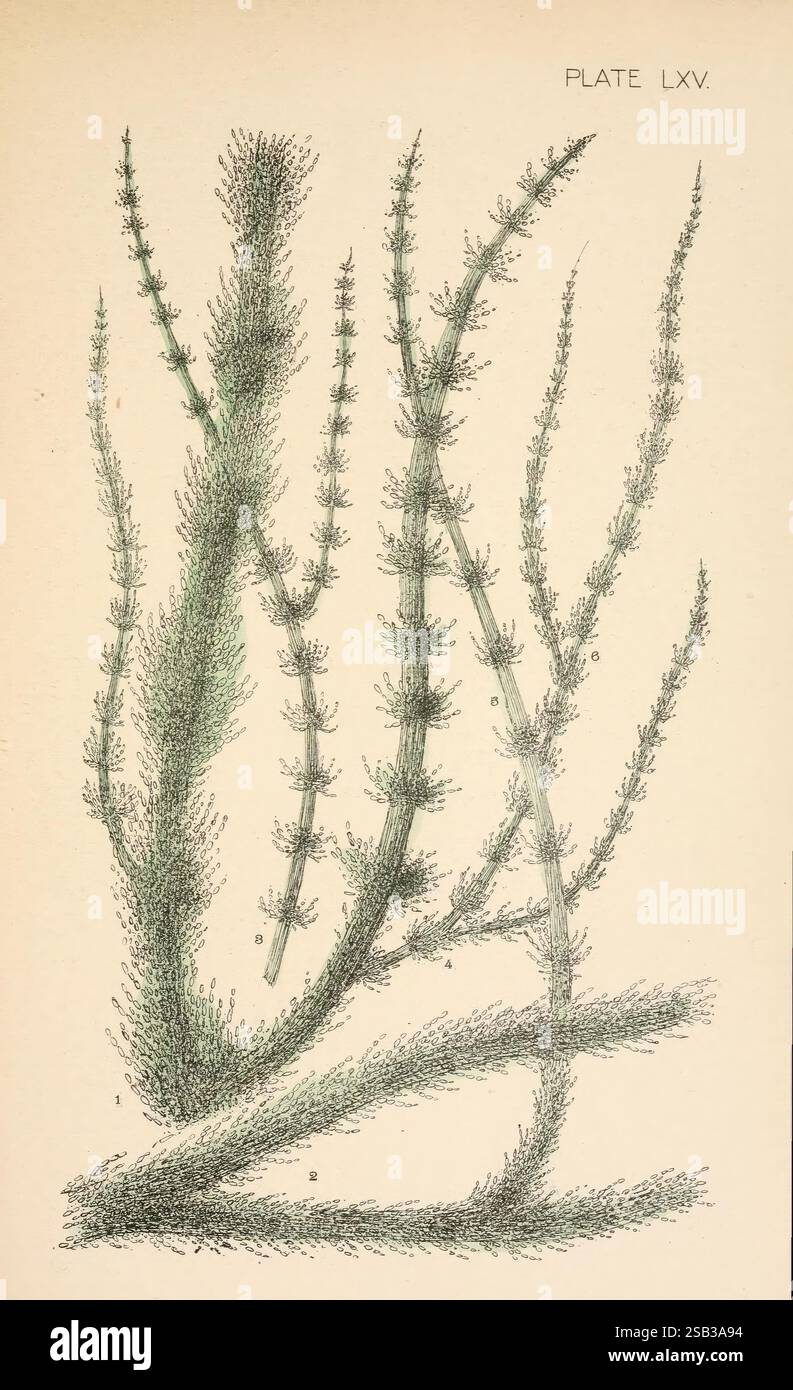 Algues d'eau douce des États-Unis Bethlehem Pa. Le Comenius Press 1887 Algae United States, une illustration complexe de plantes aquatiques, mettant en valeur leurs formes allongées et ramifiées. La représentation présente plusieurs tiges distinctes étiquetées avec des numéros, mettant en évidence les différentes longueurs et structures. Certaines tiges présentent des amas denses de petites feuilles en forme d'aiguilles, tandis que d'autres montrent un arrangement plus clairsemé, créant un sens dynamique du mouvement et de la texture. Le rendu détaillé capture les caractéristiques délicates et les formes organiques de chaque plante, transmettant la beauté de la flore sous-marine. Banque D'Images