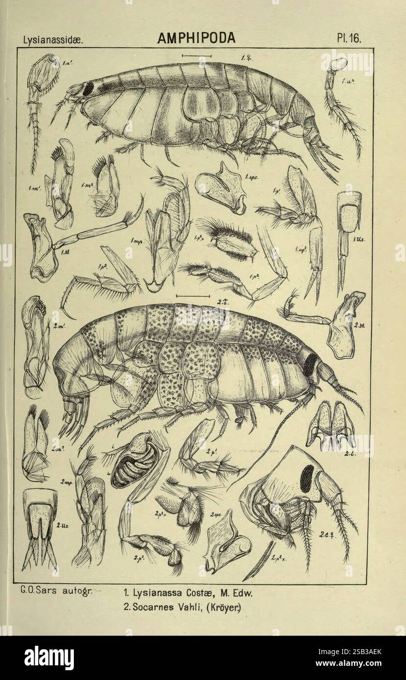 Un récit des crustacés de Norvège Amphipodes plaques Christiania, A ...