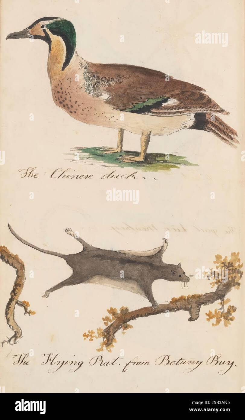 Le compagnon du naturaliste contenant des dessins avec des descriptions appropriées d'une grande variété de quadrupèdes, oiseaux, poissons, serpents, insectes, copié avec précision soit à partir d'animaux vivants, soit à partir de spécimens en peluche dans les musées du College et du 1810-1817, objets indigènes, kangourous, musées, animaux indigènes, oiseaux indigènes, illustrations d'histoire naturelle, illustrations ornithologiques, l'illustration présente deux animaux distincts. En haut, une représentation détaillée d'un oiseau identifié comme « le canard chinois ». Il présente un plumage saisissant avec un mélange de couleurs, particulièrement notable Ar Banque D'Images