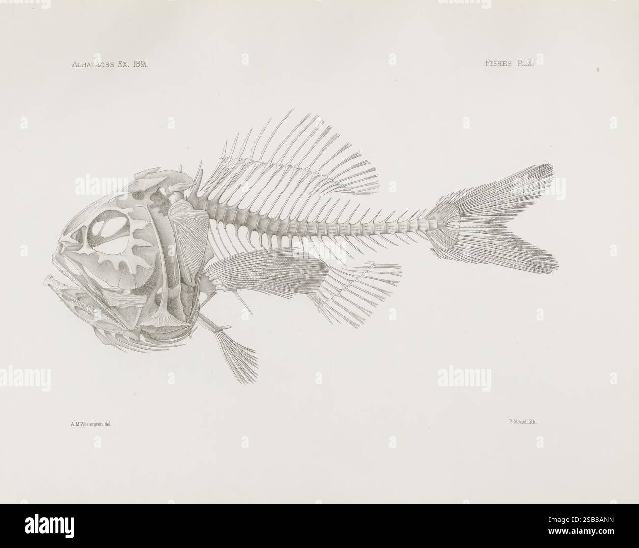 Mémoires du Musée de zoologie comparée, Harvard College, Cambridge, Mass. Cambridge [Mass.], le Musée, 1876-1940. Zoologie, Musée de zoologie comparée, poissons, Une illustration anatomique très détaillée d'un poisson, mettant en valeur sa structure squelettique et ses caractéristiques internes. L'image affiche le poisson en profil, mettant en évidence la structure complexe des os, y compris le crâne, les vertèbres et les nageoires. Les branchies et les yeux sont également représentés avec précision, fournissant un aperçu de la physiologie du poisson. Des étiquettes et des notations scientifiques accompagnent l'illustration, probablement indicat Banque D'Images