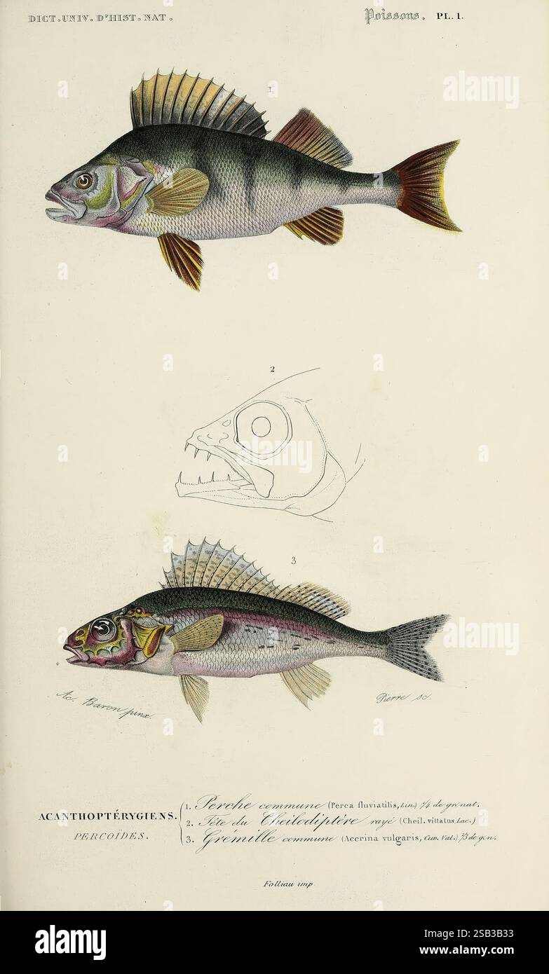 Dictionnaire universel d'histoire naturelle Paris chez les editeurs MM. Renard Martinet et cie rue et Hotel Mignon 2 (quartier de l'École-de-médecine) et chez Langlois et Leclercq rue de la Harpe 81 Victor Masson place de l'Ecole-de-médecine 1847-1849 Dictionnaires botaniques histoire naturelle œuvres picturales Science Zoologie poissons, l'illustration présente une représentation détaillée d'un poisson appartenant à la classe des Acanthopterygii, plus précisément le genre Merconis. La vue principale montre le profil latéral du poisson, mettant en évidence sa structure et ses écailles distinctes. Au-dessus du poisson, il y a une ske anatomique Banque D'Images