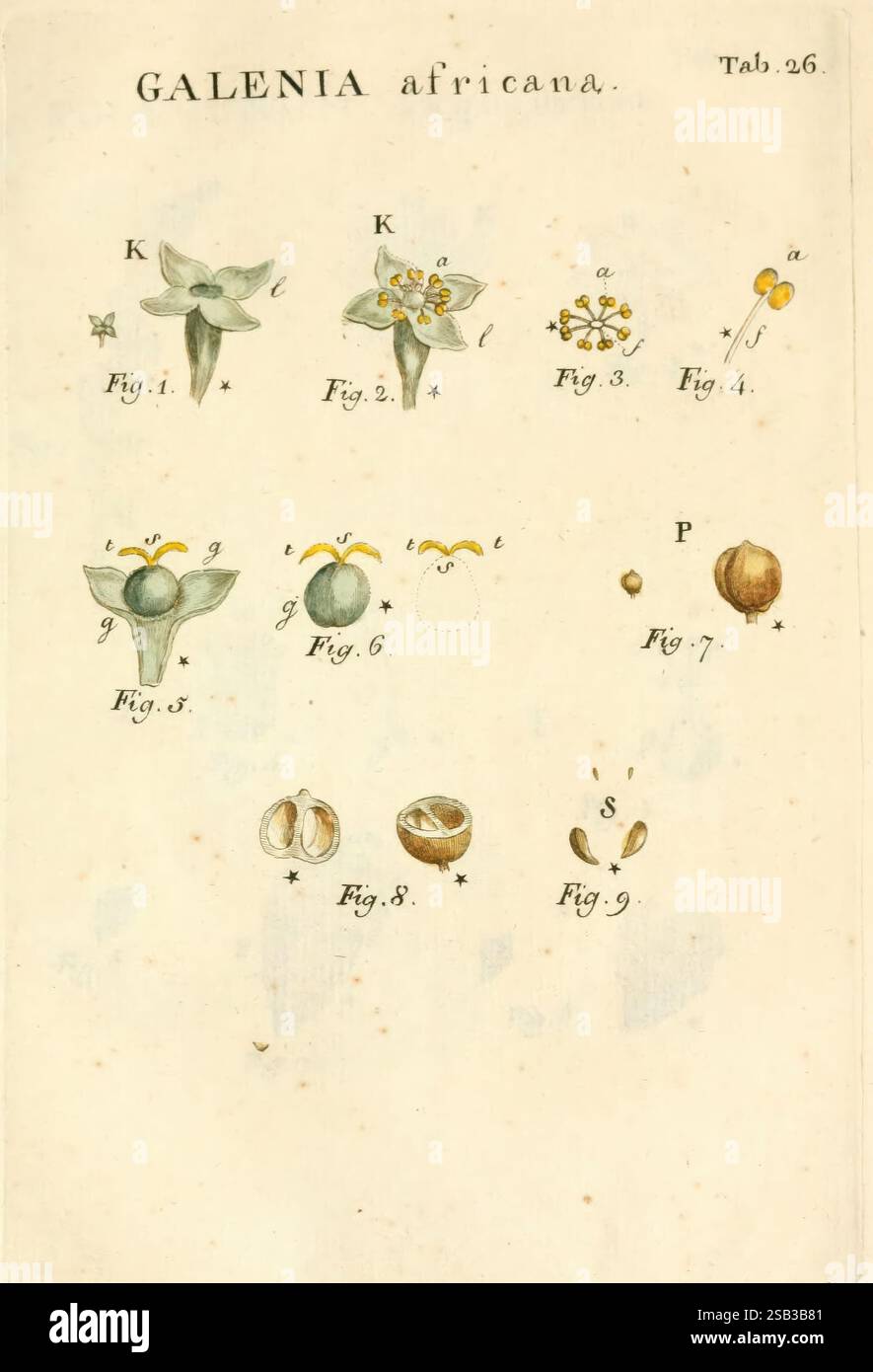 Illustratio systematis sexualis Linnaeani, Francofurti ad Moenum, Varrentrapp et Wenner, 1789, plantes, classification, Linné, le jardin botanique de New York, œuvres picturales, Carl von, une illustration présentant divers éléments botaniques de *Galenia africana* est présentée dans un arrangement systématique. L'oeuvre comprend neuf figures étiquetées séquentiellement à partir de la Fig. 1 à Fig. 9. Chaque figure présente différents aspects de la plante, y compris ses fleurs, ses fruits et ses détails morphologiques. Les principales caractéristiques observables dans l'illustration comprennent des formes stylisées de fleurs, des structures de feuilles et des formes de graines, Banque D'Images