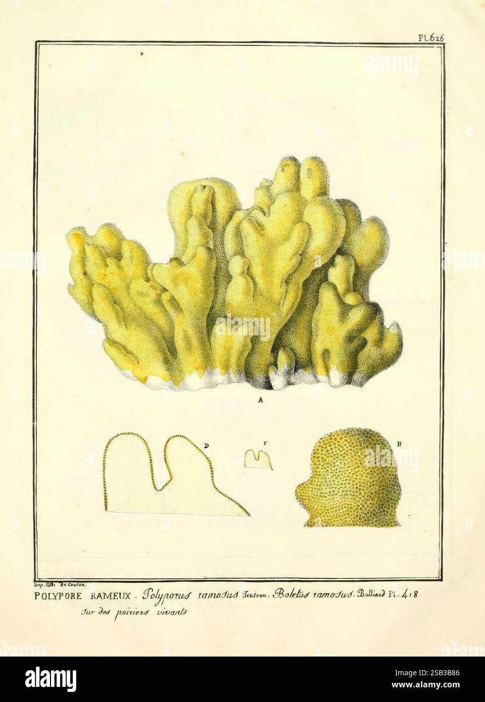 Dictionnaire illustré de botanique de Alain Jouy - Livre
