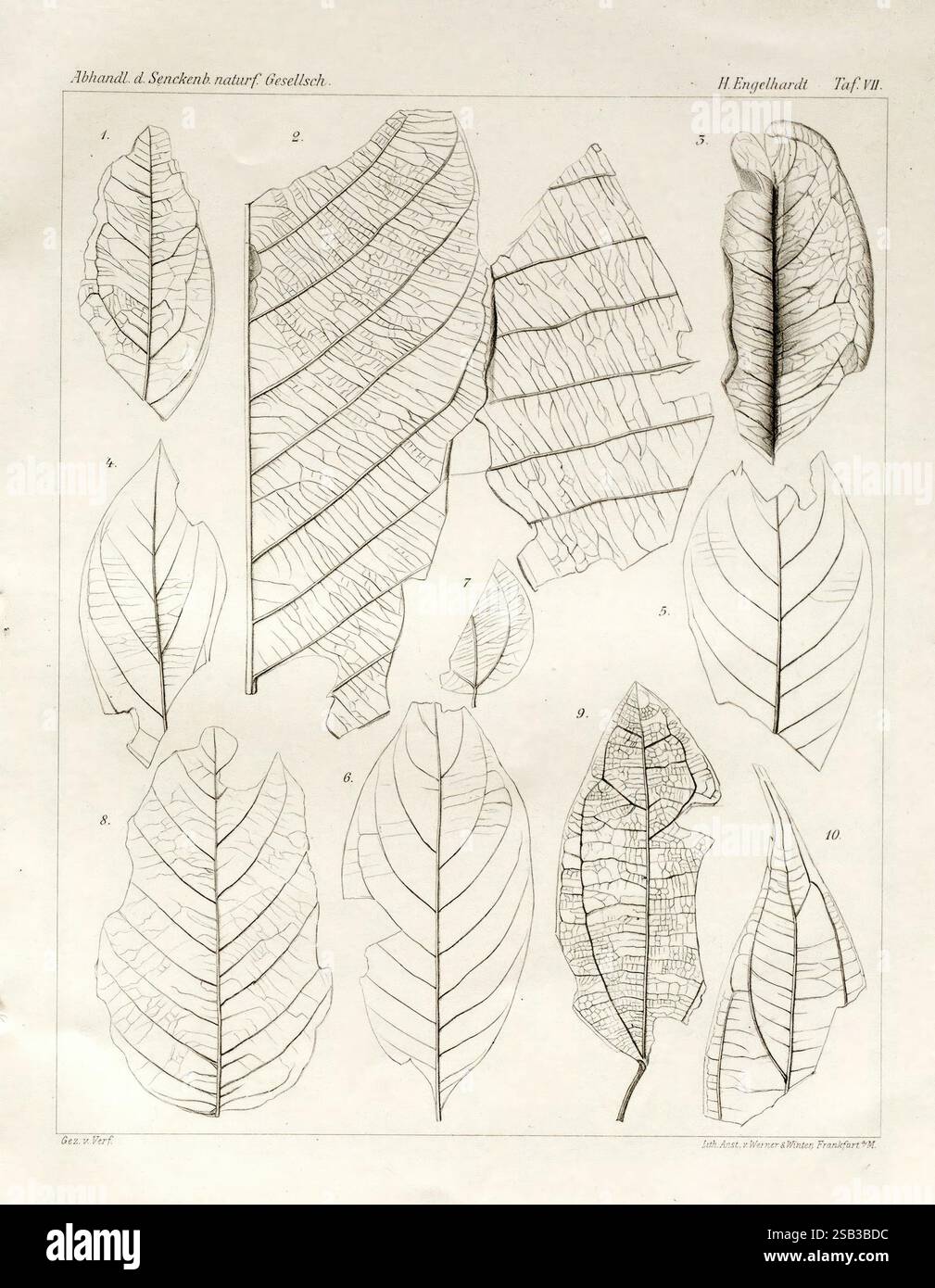 über, Tertiärpflanzen, vom, Himmelsberg, BEI, Fulda, Francfort a. M, 1902, Une collection d'illustrations botaniques détaillées présentant diverses structures foliaires. La composition comporte dix feuilles distinctes, chacune méticuleusement rendue avec un travail au trait complexe pour mettre en valeur leurs veines, formes et textures uniques. Les feuilles varient en taille et en conception, représentant différentes espèces végétales. La numérotation est présente à côté de chaque feuille, suggérant une étude systématique ou une classification des types. Cette présentation savante souligne la beauté et la complexité du feuillage, ce qui en fait une ressource précieuse pour botan Banque D'Images