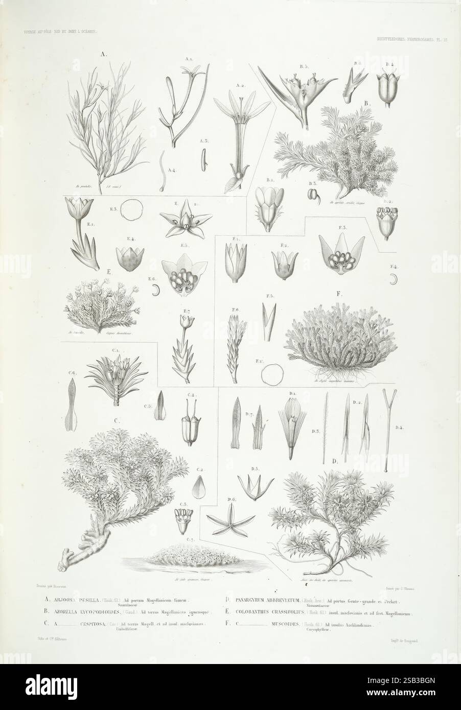 Botanique, Paris, Gide et Cie, 1845-1853, l’illustration présente un large éventail de spécimens botaniques, mettant en valeur diverses espèces végétales dans des représentations scientifiques détaillées. Chaque plante est étiquetée avec une lettre de désignation, ce qui facilite la référence à des exemples spécifiques. Au sommet, plusieurs fleurs stylisées présentent des formes et des arrangements distincts de pétales, mettant en évidence leurs structures reproductrices uniques. Sous ces fleurs, des illustrations supplémentaires représentent le feuillage et les formes végétales, allant des branches feuillues aux systèmes racinaires complexes. Plus loin, des dessins détaillés de fruits et de s. Banque D'Images