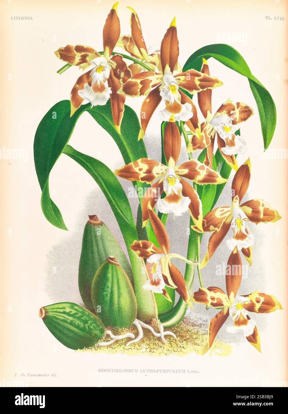 Lindenia, Gand [Belgique], Impr. F. Meyer-van Loo, 1885-1906, classification, guides, nomenclature, nomenclature populaire, Orchidaceae, orchidées, œuvres picturales, terminologie, l'illustration met en valeur une espèce d'orchidée frappante, Odontoglossum lutz- purpureum, caractérisée par sa structure florale unique. Les fleurs, aux riches pétales bruns et blancs éclatants, présentent des motifs complexes qui soulignent leur beauté naturelle. Autour des fleurs se trouvent plusieurs gousses vertes charnues, faisant allusion aux éléments reproducteurs de la plante. La composition globale souligne le délicat el Banque D'Images