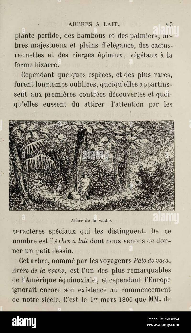 Les merveilles de la végétation, Paris, L. Hachette et cie, 1866. Botanique, arbres, la page présente un extrait d'un texte historique discutant de 'arbres à lait', faisant probablement référence à un type spécifique d'arbre connu pour son latex laiteux ou sa sève. Il met en évidence les caractéristiques uniques de ces arbres, soulignant leur élégance et leur rareté, en particulier dans le contexte des bambous et des palmiers. L'extrait contraste également ces arbres avec d'autres espèces, notant leur méconnaissance pour les observateurs européens de l'époque. Le terme « arbre de la vache » suggère une espèce d'arbre particulière qui se distingue par son rema Banque D'Images