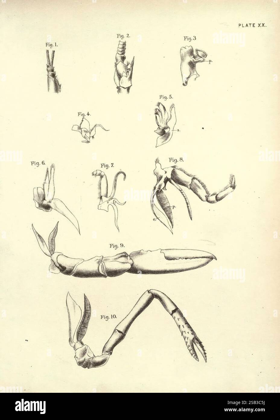 Illustrations de zoologie : invertébrés, vertébrés Edinburgh Y.J. Pentland, 1889 zoologie œuvres picturales, Une série d'illustrations complexes représentant diverses structures anatomiques, appartenant probablement à différentes espèces de crustacés ou organismes marins similaires. Chaque figure est étiquetée numériquement, présentant des représentations détaillées des griffes et des appendices qui mettent en évidence des caractéristiques morphologiques uniques. Les illustrations révèlent une gamme de formes et de tailles, mettant l'accent sur des adaptations fonctionnelles adaptées à différents environnements ou comportements. Cette collection sert d'étude des plongeurs anatomiques Banque D'Images