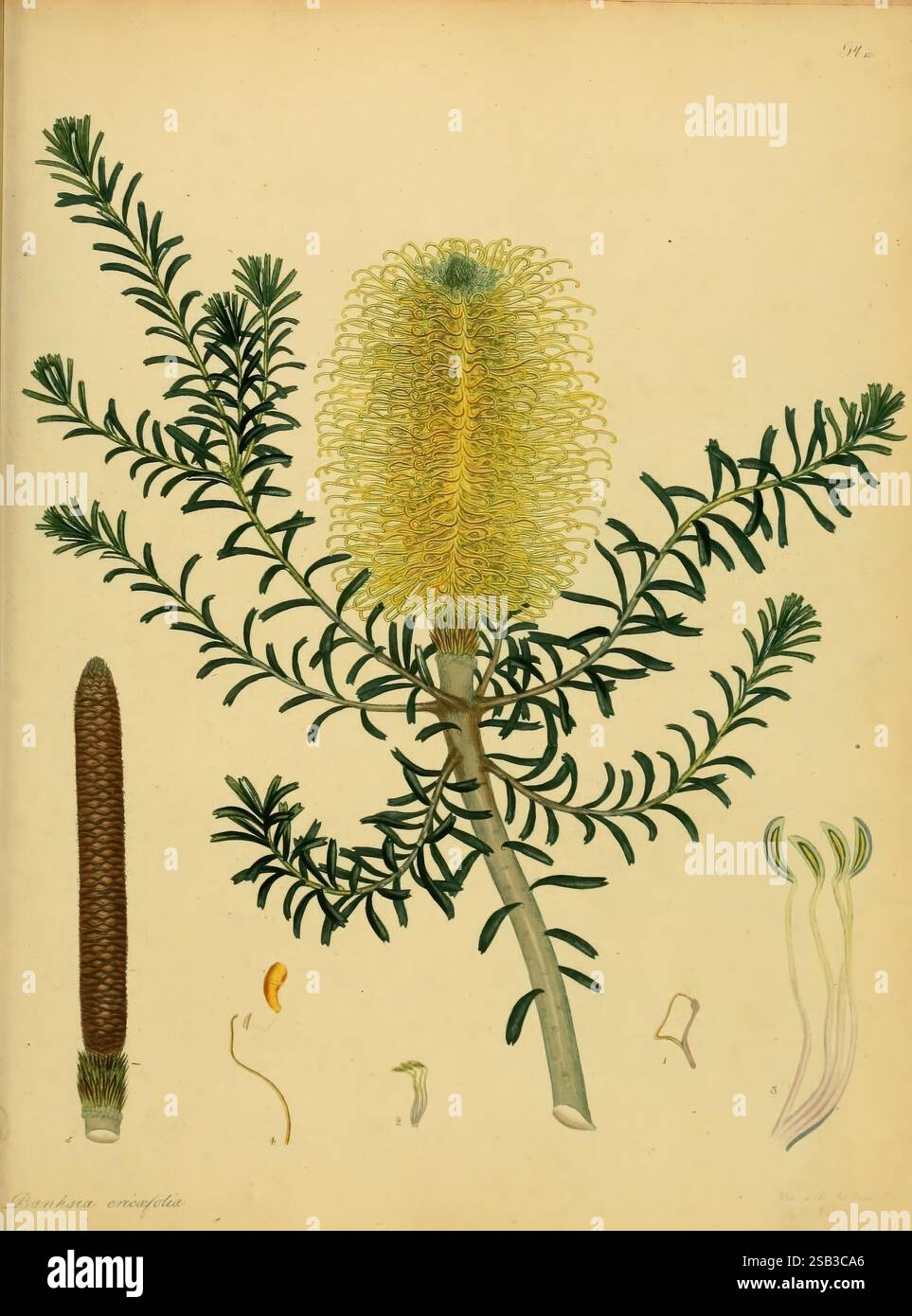 Le dépôt du botaniste, pour les plantes nouvelles et rares, Londres, imprimé par T. Bensley, et publié par l'auteur 1797-[1815]. Botanyflowerspictorial worksplantscultivatedBanksiataxonomy : Family= ProteaceaeBanksia ericifoliaBanksialig à feuilles de santé, cette œuvre présente une illustration botanique détaillée d'une espèce Banksia, mettant en valeur sa structure fleurie et son feuillage uniques. L'inflorescence cylindrique proéminente est ornée de fleurs complexes en forme de fils jaunes, caractéristiques du genre Banksia. Autour de la fleur se trouvent des feuilles allongées ressemblant à des fougères, démontrant le pla Banque D'Images