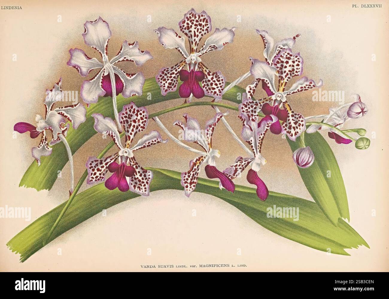 Lindenia, Gand [Belgique], Impr. F. Meyer-van Loo, 1885-1906, classification, guides, nomenclature, nomenclature populaire, Orchidaceae, orchidées, œuvres picturales, terminologie, Une illustration frappante avec un arrangement exquis d'orchidées en fleurs, mettant en valeur les motifs complexes et les couleurs de leurs pétales. Les fleurs affichent de riches nuances de violet et de blanc, ornées de taches délicates qui rehaussent leur beauté. De longues feuilles vertes fines complètent les fleurs vibrantes, créant un contraste harmonieux. Les bourgeons sont également visibles, faisant allusion à la promesse de nouvelles fleurs. Ceci Banque D'Images