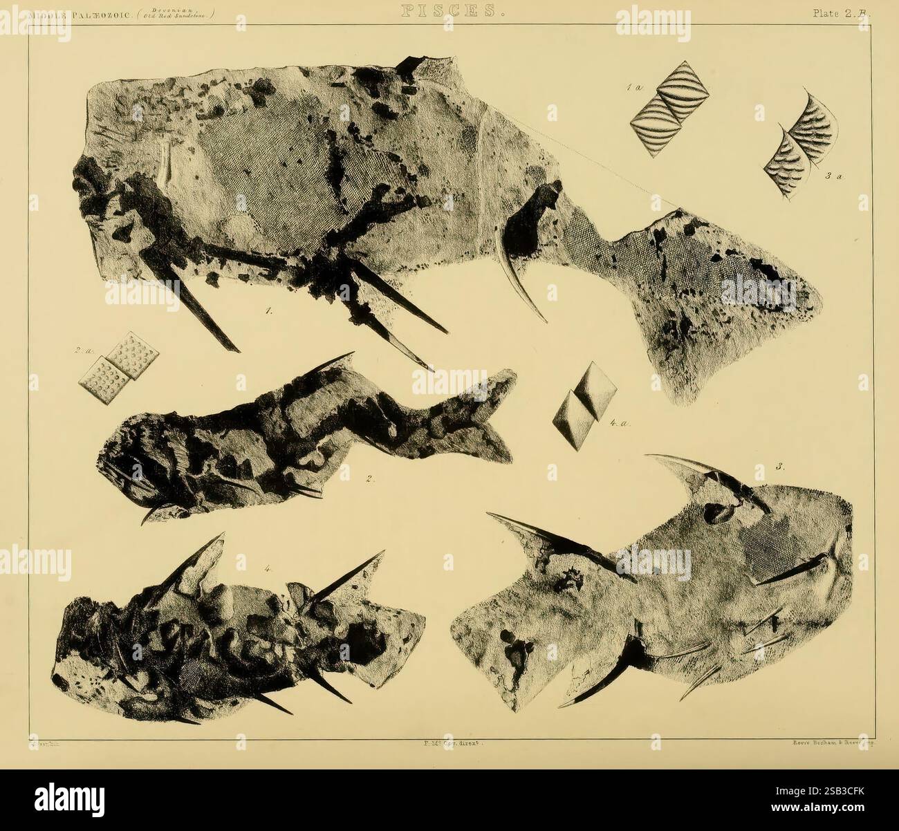 Un synopsis de la classification des roches paléozoïques britanniques Londres, J.W. Parker et son, 1855. Fossiles géologie géologystratigraphique Grande-Bretagne paléontologie Musée paléozoïque de zoologie comparée, cette composition présente une collection de formes abstraites ressemblant à des éléments naturels, faisant éventuellement référence à des spécimens géologiques ou botaniques. Les formes comprennent des figures allongées et angulaires avec des textures et des motifs complexes, suggérant une étude des matériaux organiques. Divers dessins triangulaires et ondulés sont également présents, suggérant une exploration méticuleuse de la structure et de la symétrie avec Banque D'Images