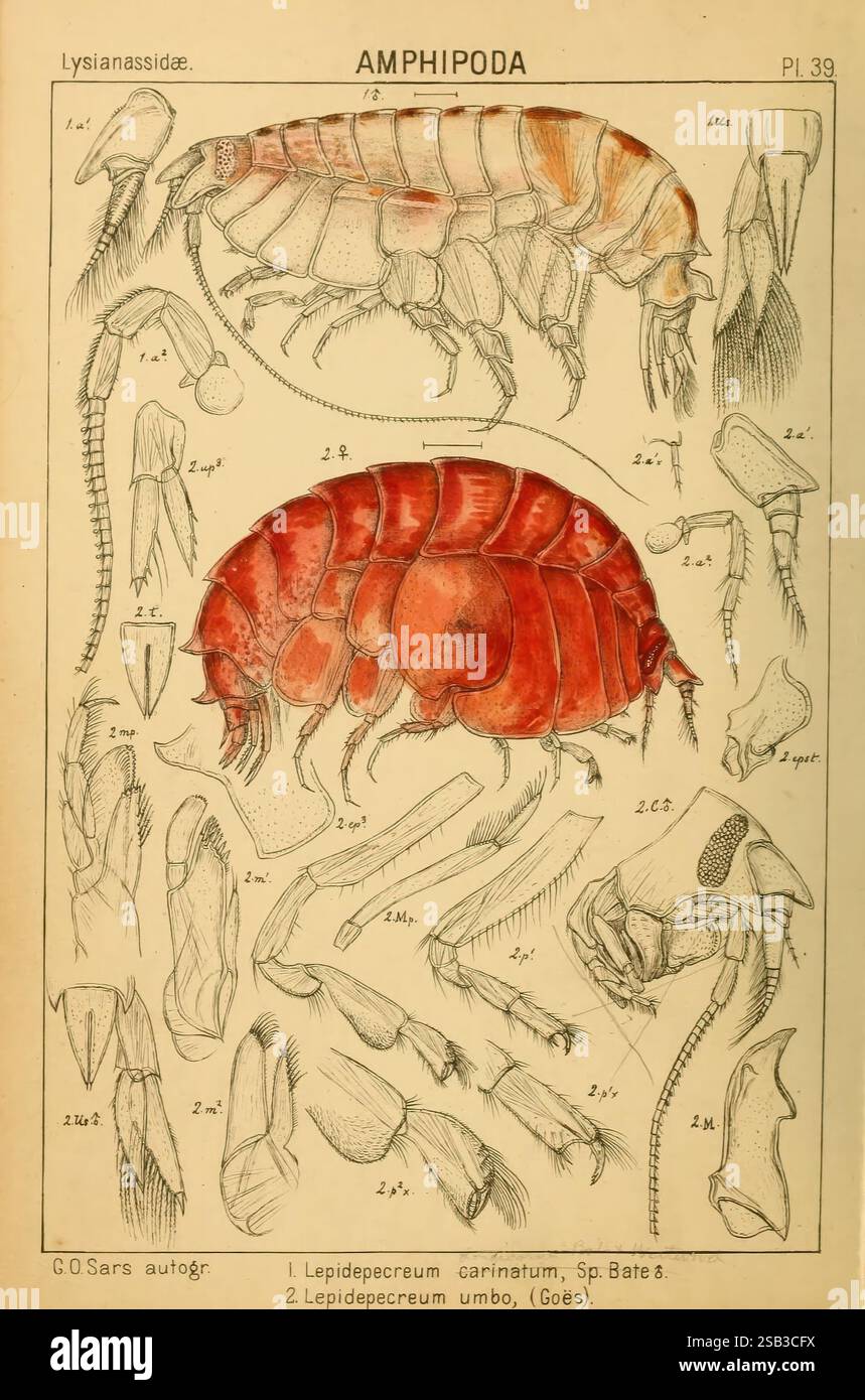 Un récit des crustacés de Norvège, Christiania, A. Cammermeyer, 1895 ...
