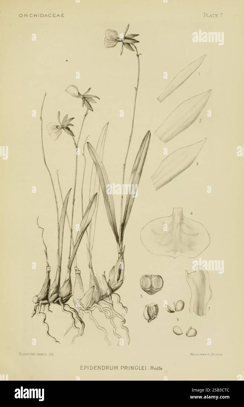 Orchidaceae, 1905-22, monocotyledoneae, Orchidaceae, orchidées, blanche Ames, femmes dans la science, cette illustration montre l'Epidendrum pringlei, un membre de la famille des orchidées, représenté avec une précision botanique détaillée. Le dessin met en valeur les tiges minces de la plante, les feuilles allongées et les fleurs délicates. Autour de la plante principale sont étiquetés croquis botaniques qui mettent en évidence diverses parties de l'orchidée, y compris la structure de la fleur, les feuilles et les graines. L'attention méticuleuse aux détails souligne les caractéristiques uniques de cette espèce, ce qui en fait une ressource précieuse pour le haras botanique Banque D'Images