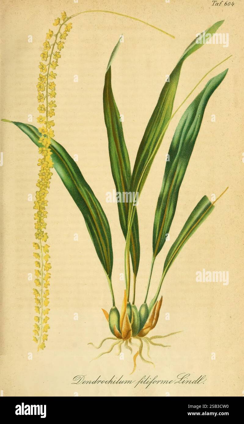 Gartenflora Erlangen F. Enke 1852-1940 botanique jardinage Allemagne périodiques plantes plante ornementale fleur, cette illustration met en valeur le Dendrobium filiforme, une espèce d'orchidée connue pour ses feuilles minces et allongées et sa délicate floraison racème. Le dessin met en évidence les détails complexes des feuilles vertes et linéaires qui arquent gracieusement vers le haut, avec un bouquet de petites fleurs jaunes en cascade à partir d'une pointe centrale sur la gauche. Les racines, subtilement représentées dans la partie inférieure, démontrent la connexion de la plante à son substrat, soulignant la beauté naturelle et la complexité de cette orchidée Banque D'Images