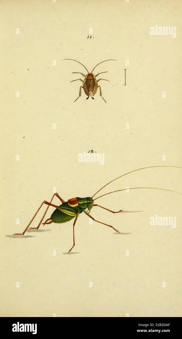 Symbola faunae insectorum Helvetiae exposentia vel species novas vel nondum représente Basileae, typ. J. Georgii Neukirch, 1822 insectes Suisse arthropode Blatta concolor Ectobius lapponicus Locusta serricauda Barbitistes serricauda, l'illustration présente deux insectes distincts. Le premier, positionné en haut, est un petit coléoptère caractérisé par sa forme ovale et une surface lisse et polie, avec des nuances de brun avec un éclat subtil. Ci-dessous, le deuxième insecte est une sauterelle, conçue avec des détails complexes, mettant en valeur des teintes vertes vibrantes sur tout son corps. Cette sauterelle l'est Banque D'Images