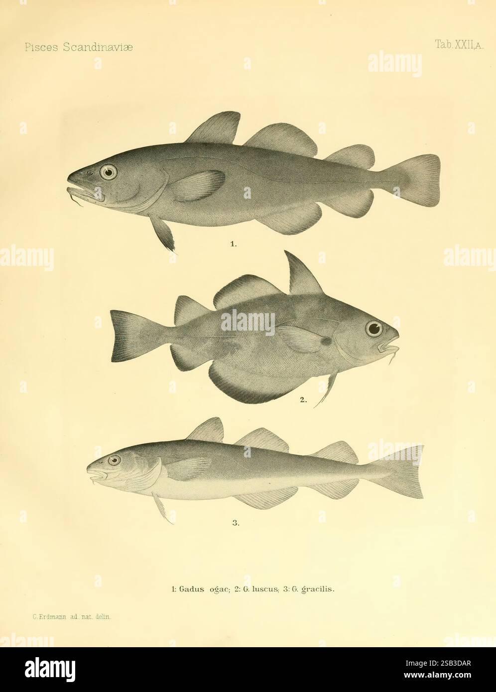 Une histoire des poissons scandinaves, Stockholm, P.A. Norstedt & söner ...