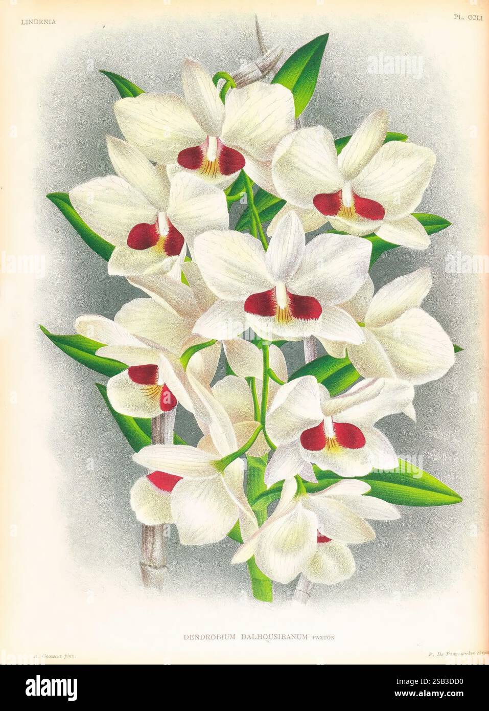 Lindenia, Gand [Belgique], Impr. F. Meyer-van Loo, 1885-1906, classification, guides, nomenclature, nomenclature populaire, Orchidaceae, orchidées, œuvres picturales, terminologie, Une illustration étonnante de Dendrobium dalatense, mettant en valeur un groupe élégant de fleurs d'orchidées blanches avec des accents rouges délicats près du centre de chaque fleur. La composition présente un feuillage vert luxuriant qui rehausse la beauté vibrante des fleurs. L'arrangement gracieux met en évidence les détails complexes des pétales et la symétrie globale des fleurs, incarnant le charme et la sophistication Banque D'Images