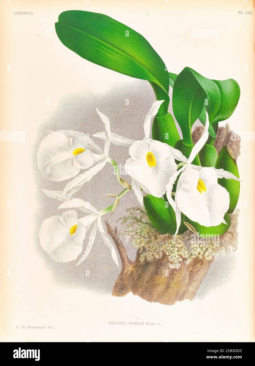 Lindenia, Gand [Belgique], Impr. F. Meyer-van Loo, 1885-1906, classification, guides, nomenclature, nomenclature populaire, Orchidaceae, orchidées, œuvres picturales, terminologie, Une illustration botanique présentant un arrangement vibrant d'orchidées de Plumenia nobilis. Les délicates fleurs blanches, caractérisées par leurs pétales volants et leurs gorges jaunes proéminentes, fleurissent gracieusement de feuillage vert luxuriant. La composition met en valeur les détails complexes des fleurs et des feuilles, placés sur un fond texturé. En outre, l'illustration présente une représentation naturaliste du Banque D'Images