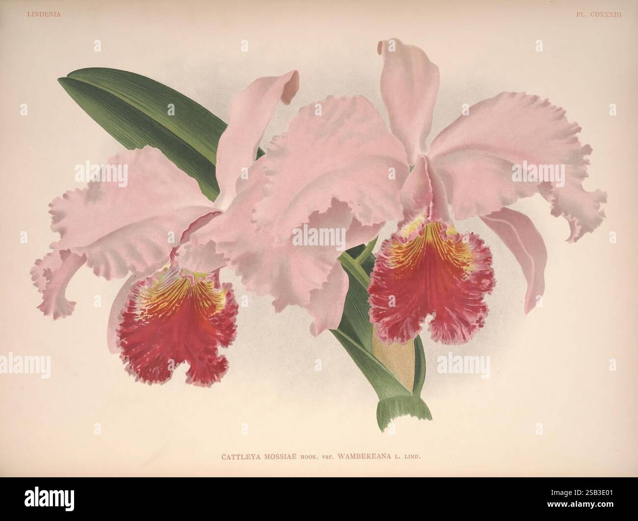 Lindenia, Bruxelles, L. Linden, 1891-[1897?], Orchidaceae, périodiques, œuvres picturales, Jean Jules Linden, Lucien Linden, Emrodigas, orchidées, botanique, fleurs, Alphonse Goossens, Cattleya mossiae, Cattleya mossiae var wambekeana, Un superbe arrangement d'orchidées Cattleya trianae met en valeur leurs pétales délicats et volants dans des tons roses doux, complétés par un centre rouge vif. Les fleurs sont représentées en pleine floraison, révélant des détails complexes de leur structure et de leur texture. De longues feuilles vertes gracieuses encadrent les fleurs, améliorant leur élégance et leur beauté naturelle. Cette représentation souligne Banque D'Images