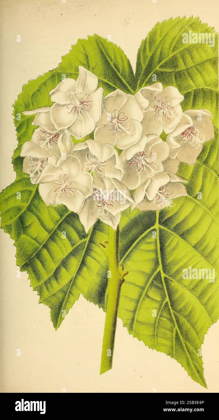 Belgique horticole Liége botanique horticulture périodiques plantes, Une illustration détaillée d'un amas de fleurs blanches aux pétales délicats, mettant en valeur des marques roses complexes en leurs centres. Sous les fleurs, une grande feuille verte texturée offre une toile de fond vibrante, soulignant la beauté naturelle de la flore. L'arrangement souligne la structure gracieuse des fleurs et leur feuillage luxuriant, capturant l'essence de l'art botanique. Banque D'Images