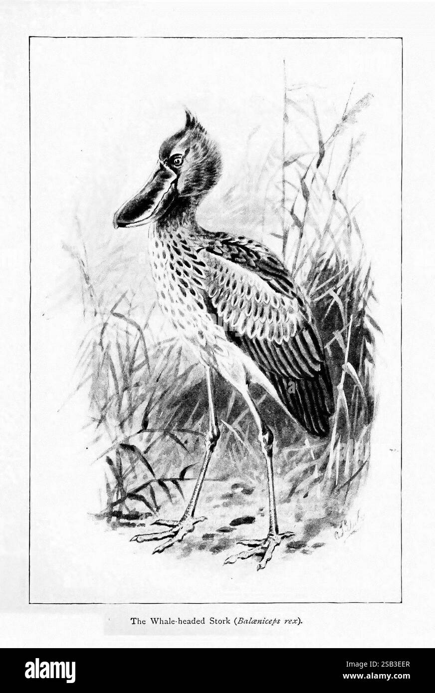 Merveilles du monde des oiseaux, New York, Frederick A. Stokes Company, [1921], oiseaux, Balaeniceps rex, Shoebill, collections de couleurs, l'illustration présente un cygne sifflant, représenté dans un cadre naturel avec de hautes herbes qui l'entourent. L'oiseau se caractérise par son cou allongé, son bec distinctif et son plumage détaillé, mettant en valeur une combinaison de motifs et de textures complexes. Sa posture suggère de la vigilance, car il se tient bien au milieu du feuillage, mettant en valeur son habitat. La scène capture l'essence de l'environnement de l'oiseau, reflétant son lien avec la nature. L'étiquette d'accompagnement Banque D'Images