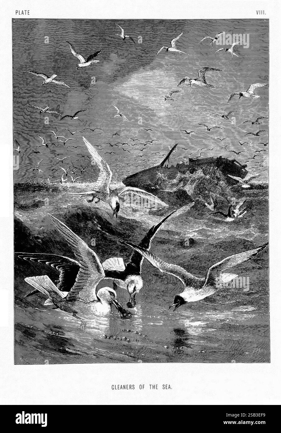 La vie et les habitudes des animaux sauvages, Londres, A. Macmillan, 1874, oiseaux, comportement comportement animal, la scène représente un environnement côtier animé où une variété d'oiseaux de mer sont activement engagés dans la recherche de nourriture. Un groupe de goélands descend vers la surface de l'eau, leurs ailes déployées alors qu'ils naviguent sur les vagues agitées. Au premier plan, une paire d'oiseaux semble être en désaccord, peut-être en compétition pour un morsel, tandis que d'autres planent à proximité, prêts à se joindre. L'arrière-plan lointain présente plus d'oiseaux, créant un sentiment de mouvement et d'activité dans le ciel. Des éléments naturels comme les vagues ondulantes A. Banque D'Images