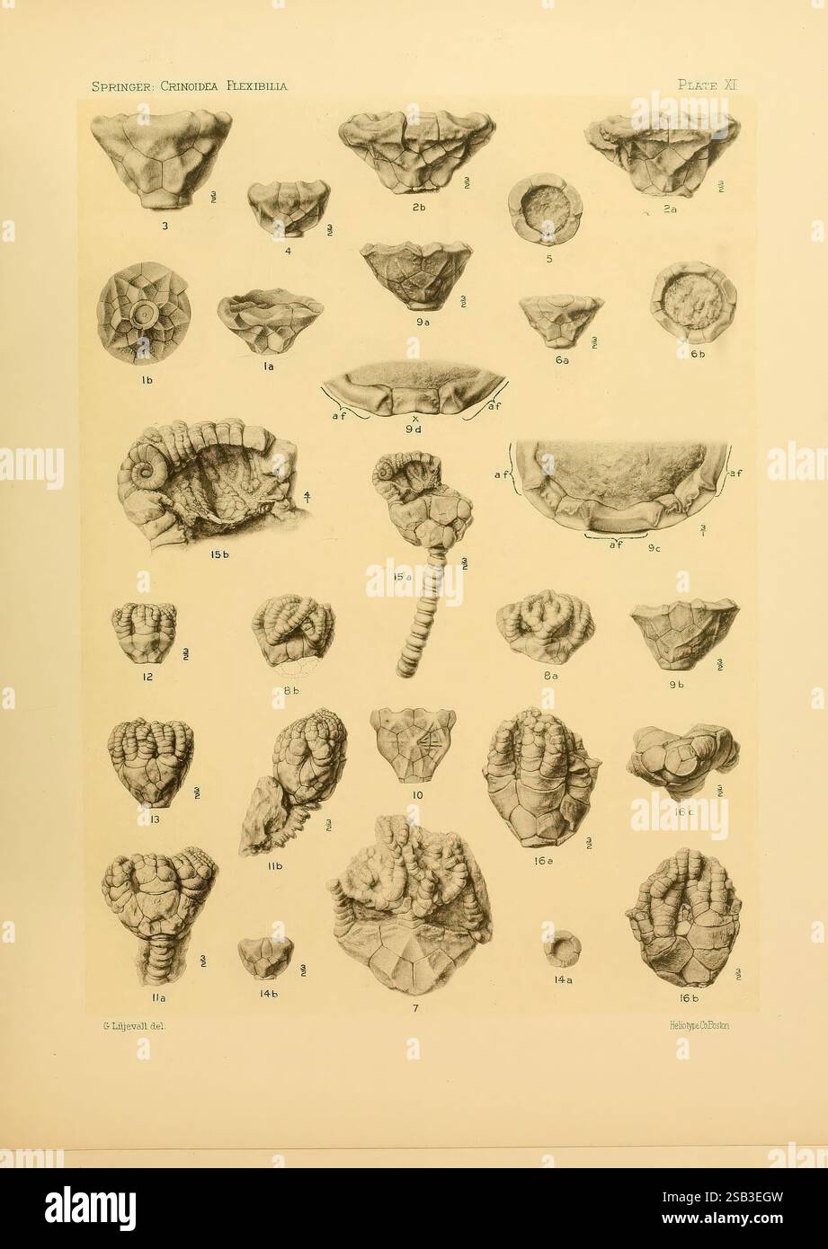 Le Crinoidea, flexibilia, Washington, D. C, 1920, Crinoid Fossil, cette illustration présente une collection de diverses créatures marines fossilisées, en particulier de la classe Crinoidea, communément appelées nénuphars ou étoiles à plumes. L'arrangement présente différentes espèces et spécimens, chacun étiqueté avec des identificateurs numériques. Les détails complexes soulignent les formes et textures uniques des fossiles, y compris leurs formes, crêtes et motifs distinctifs. La composition est organisée en rangées et colonnes, reflétant une étude scientifique de ces anciens organismes marins, capturant leur di Banque D'Images