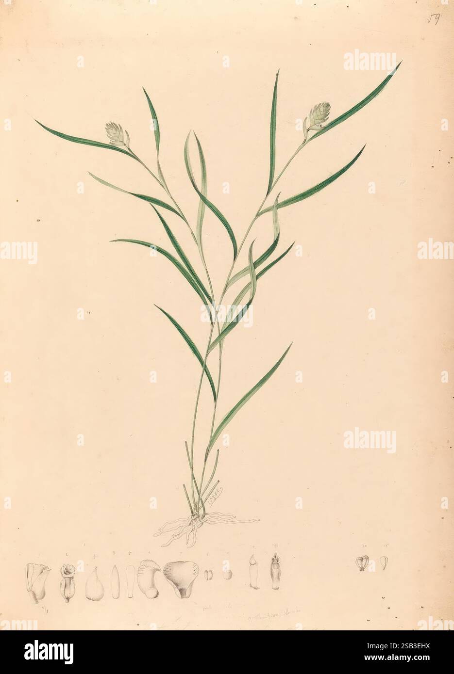 Iconographie, des, orchidées, du, Brésil, João, Barbosa, Une illustration botanique détaillée montre une plante élancée avec de longues feuilles minces qui s'étendent à partir de la base, culminant dans de délicats boutons floraux au sommet. Les feuilles sont illustrées dans différentes nuances de vert, suggérant vitalité et vie. Sous la plante principale, plusieurs petits dessins représentent différentes parties de la plante, y compris différents stades de fleurs et éventuellement des gousses de graines. Chaque section est annotée avec des mesures et des étiquettes précises, fournissant une référence scientifique. La composition globale souligne la complexité de la plante gr Banque D'Images