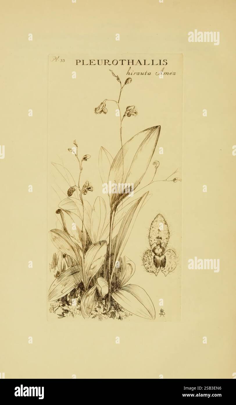 Orchidaceae, 1905-22, Monocotyledoneae, Orchidaceae, orchidées, blanche Ames, Women in Science, l'œuvre présente une illustration botanique détaillée du Pleurothallis krameri, une espèce d'orchidée. Le dessin met en évidence la structure complexe de la plante, y compris ses feuilles allongées et ses fleurs délicates. Plusieurs fleurs sont représentées, mettant en valeur leurs formes et motifs uniques. La composition souligne la beauté naturelle de l'orchidée, avec une attention particulière aux textures et aux formes du feuillage et des fleurs. Au-dessus de l'illustration, le nom scientifique est élégamment inscrit Banque D'Images