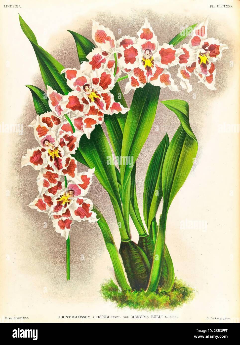 Lindenia, Gand [Belgique], Impr. F. Meyer-van Loo, 1885-1906, classification, guides, nomenclature, nomenclature populaire, Orchidaceae, orchidées, œuvres picturales, terminologie, Une superbe exposition d'Odontoglossum crispum, mettant en valeur des grappes vibrantes de fleurs aux motifs complexes. Chaque fleur présente des pétales délicats ornés d'une combinaison frappante de teintes blanches, roses et Bordeaux, soulignant les marques complexes en leurs centres. Des feuilles vertes luxuriantes encadrent élégamment la base, offrant un contraste riche avec les fleurs colorées. Cette espèce captivante est célébrée pour Banque D'Images
