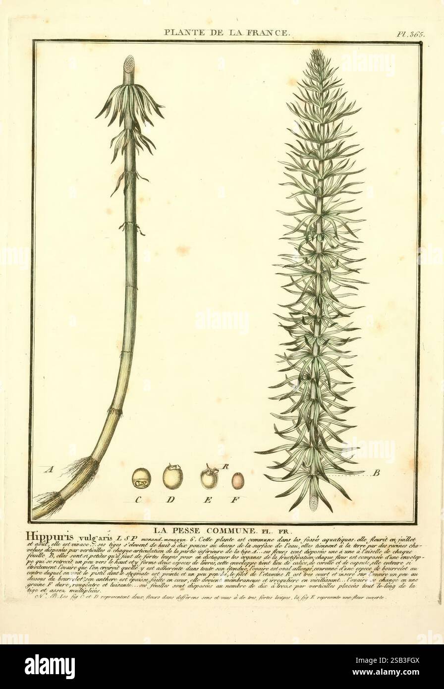 Herbier de la France, Paris, chez l'auteur, Didot, Debure, Belin, 1780-93. France, champignons, plantes médicinales, oeuvres picturales, plantes, plantes toxiques, la représentation présente une illustration botanique de *Hippuris vulgaris*, communément appelé queue de jument commune. Le côté gauche présente une tige verticale, mettant en valeur sa structure allongée. Les illustrations accompagnantes mettent en évidence divers détails de la plante, tels que des graines ou des coupes transversales. Sur la droite, une représentation détaillée de la pointe de fleur est visible, caractérisée par son arrangement dense de petites fleurs allongées. Sous les images principales, Banque D'Images
