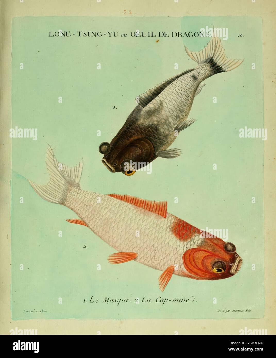 Histoire naturelle des dorades de la Chine Paris,1780. China Goldfish taxonomy : Family = Cyprinidae Pictorial Works vie sociale et coutumes politique et gouvernement, l'illustration présente deux poissons distincts, chacun présentant des couleurs et des motifs uniques. Le poisson sur le dessus a un corps sombre et brillant avec des détails d'échelle prononcés et une forme de tête proéminente, avec de grands yeux expressifs. Le poisson inférieur affiche un corps plus léger orné d'accents rouges et oranges vibrants, en particulier autour de sa tête et de ses nageoires. Les deux spécimens sont étiquetés avec leurs noms respectifs dans une police élégante, ajoutant un ed Banque D'Images