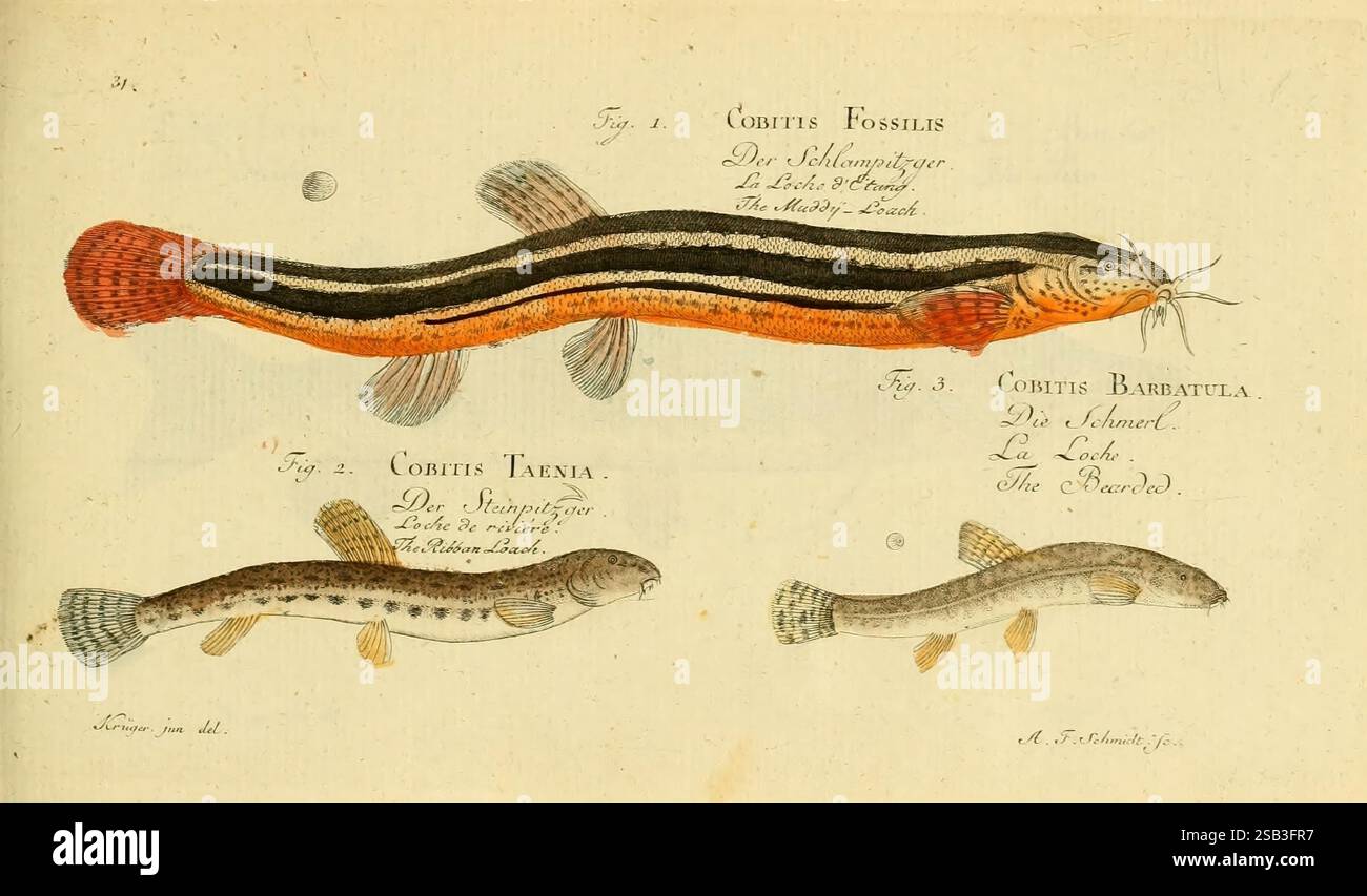 Poisson Type Rondelle Ichtyologie ou histoire naturelle des poissons, Berlin, chez l'auteur ...