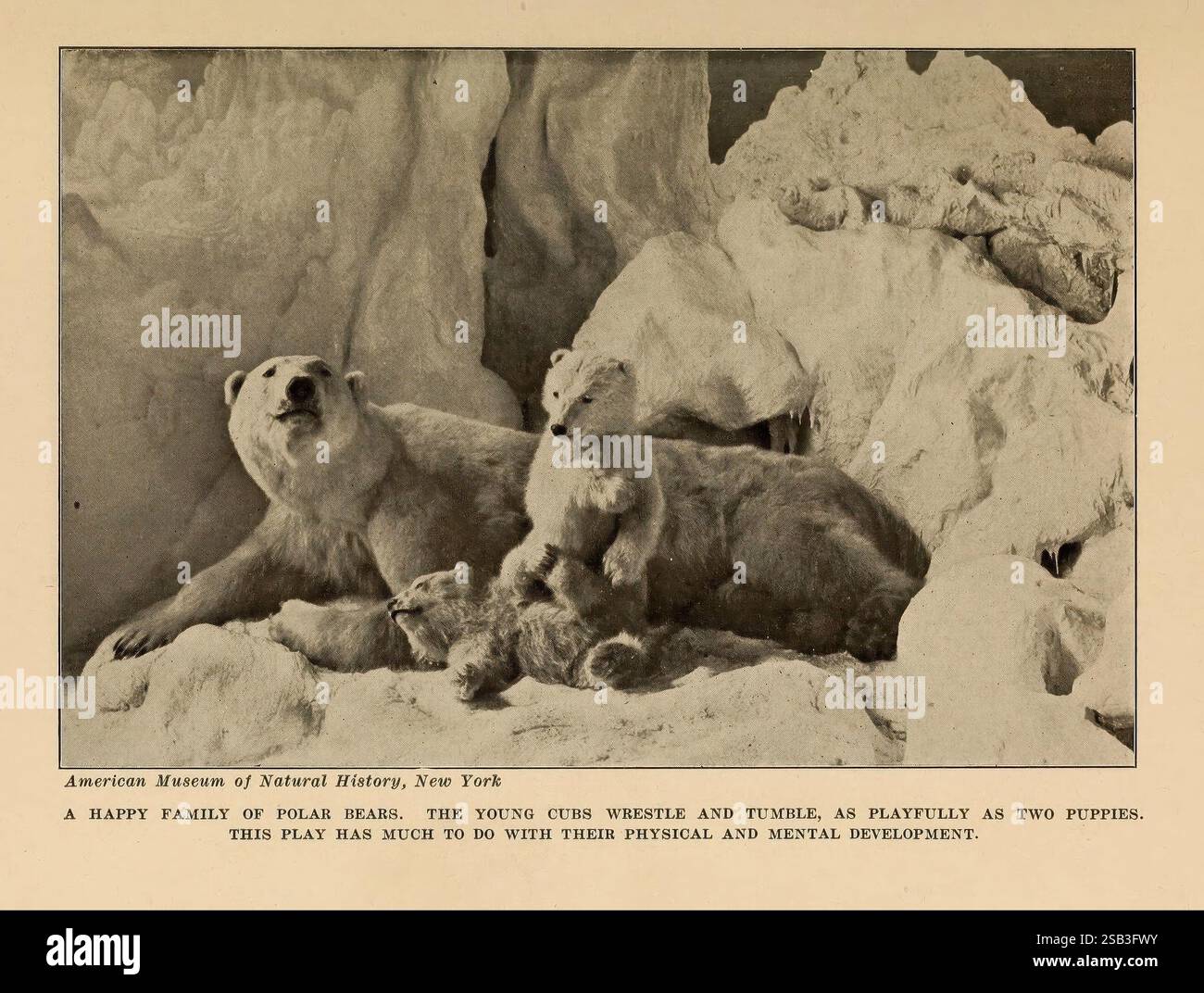 Le côté humain des animaux New York Frederick A. Stokes Company [c1918] comportement animal ours polaire Ursus maritimus taxonomie famille Ursidae Hallig mammifères zoologie ours polaire arctique, Une scène ravissante capture une joyeuse famille d'ours polaires s'engageant dans des manies ludiques dans leur habitat glacé. Deux jeunes oursons luttent et tombent l'un sur l'autre, affichant la curiosité énergique typique de la jeunesse. Leur mère veille sur eux, une image de patience et de tutelle, alors qu'elle se prélasse sur un monticule de neige et de glace. Le paysage environnant présente d'imposantes formations de glace, améliorant le glacial pourtant env Banque D'Images