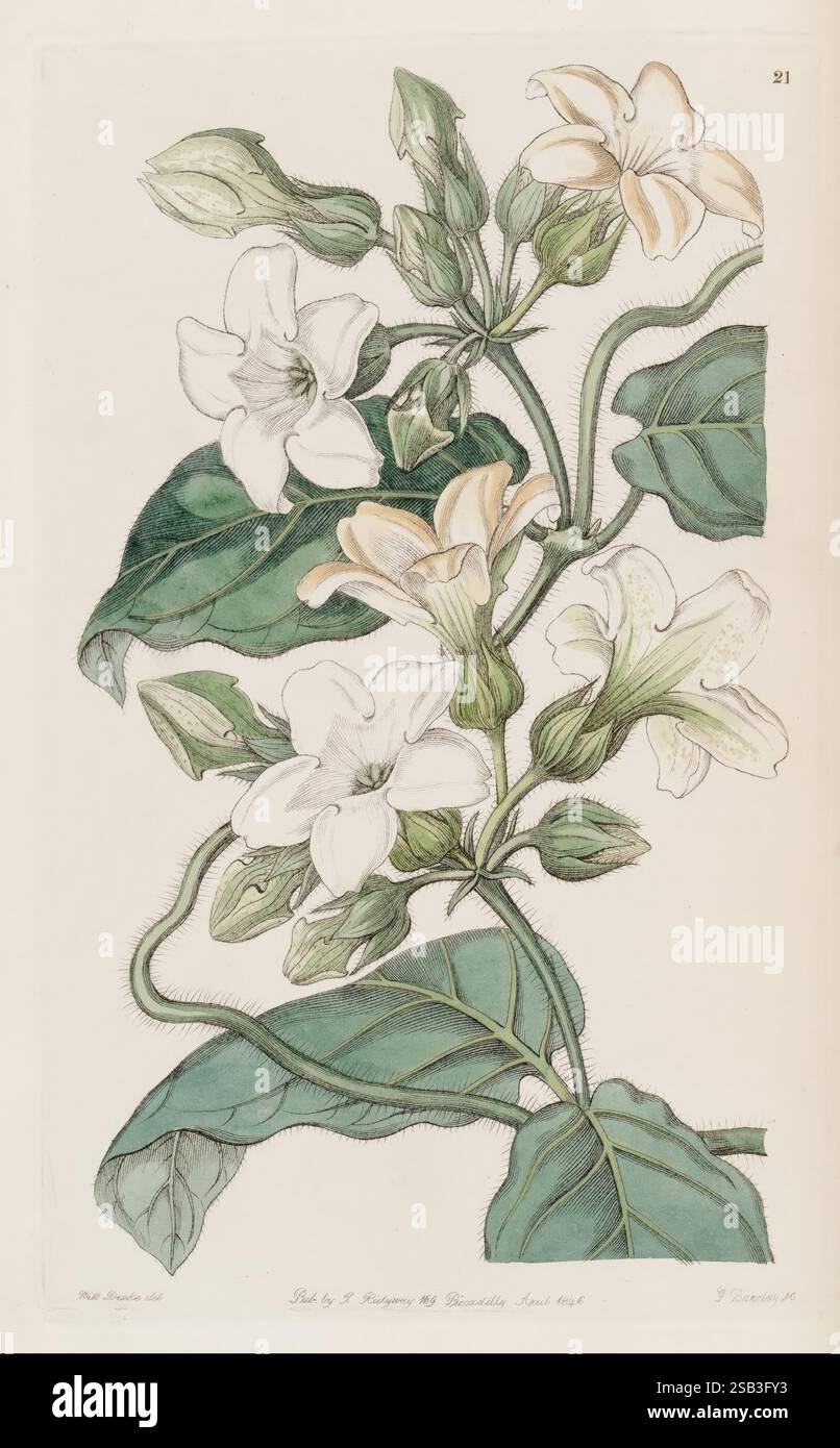 Edwards's Botanical Register, Londres, James Ridgway, 1829-1847, 1829, XIXe siècle, botanique, gravure sur cuivre, Angleterre, médias graphiques, grande-Bretagne, couleur à la main, icones, périodiques, œuvres picturales, introduction de plantes, plantes ornementales, Araujia graveolens, Schubertia graveolens, fleurs, Sarah Ann Drake, 2 ans, femmes dans la science, Une illustration botanique mettant en scène un groupe de fleurs délicates, à plusieurs pétales aux subtiles teintes blanches et crème, entourées de feuilles vertes luxuriantes. Les fleurs sont gracieusement entrelacées avec des tiges minces, mettant en valeur des détails complexes tels que des veines faibles sur les pétales Banque D'Images