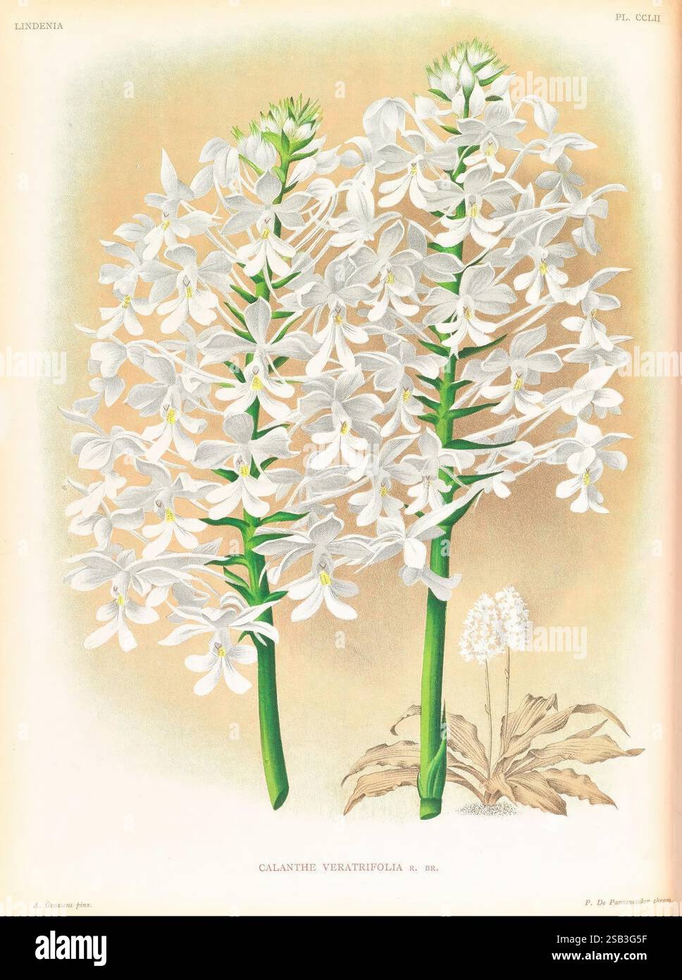Lindenia, Gand [Belgique], Impr. F. Meyer-van Loo, 1885-1906, classification, guides, nomenclature, nomenclature populaire, Orchidaceae, orchidées, œuvres picturales, terminologie, cette illustration présente une représentation botanique étonnante de Calanthe veratrifolia. La plante présente de multiples tiges vertes hautes et minces ornées de grappes de fleurs blanches délicates qui présentent de subtiles notes de jaune en leur centre. Les feuilles, larges et luxuriantes, sont situées à la base, complétant les épis floraux élégants ci-dessus. Chaque fleur affiche des détails complexes, démontrant la beauté de Banque D'Images