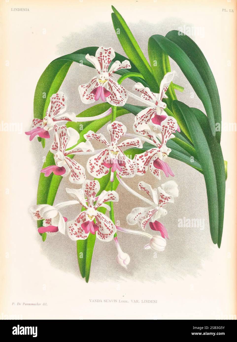 Lindenia, Gand [Belgique], Impr. F. Meyer-van Loo, 1885-1906, classification, guides, nomenclature, nomenclature, populaire, Orchidaceae, orchidées, œuvres picturales, terminologie, Une illustration vibrante de l'orchidée parfumée Vanda Susa, mettant en valeur un arrangement de fleurs complexes avec des pétales blancs ornés de taches et de marques roses profondes. Chaque fleur présente des formes délicates et allongées, complétées par des feuilles vertes luxuriantes qui arquent élégamment autour de l'affichage floral. La composition met en évidence les détails exquis et la texture des pétales, mettant en valeur la caractéristique unique Banque D'Images