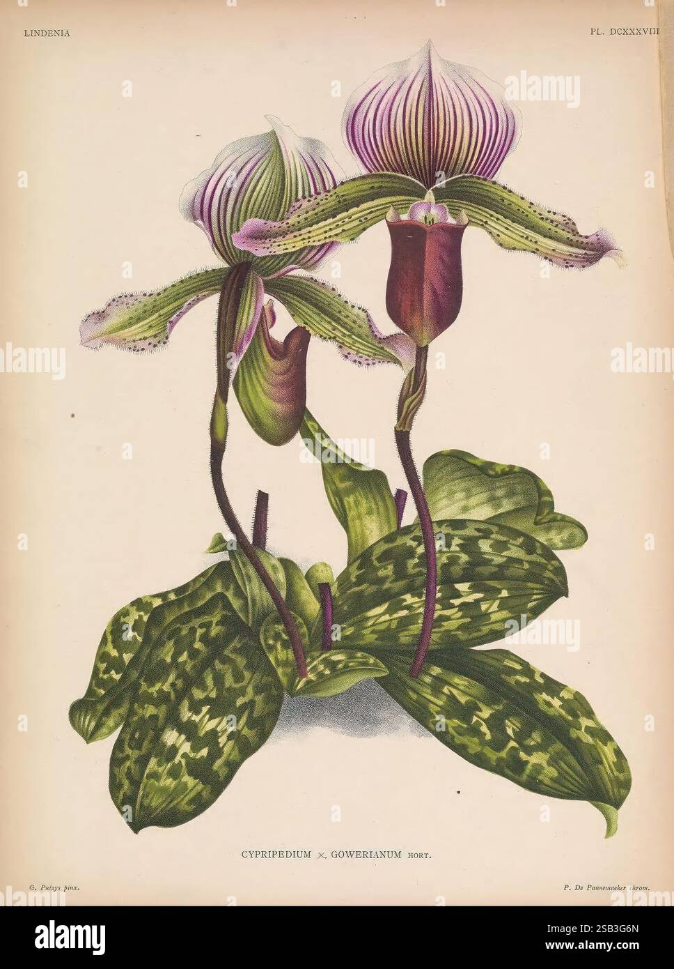 Lindenia Gand [Belgique] impr. F. Meyer-van Loo 1885-1906 guides de classification identification nomenclature nomenclature populaire Orchidaceae orchidées œuvres picturales terminologie fleurs tiges feuilles, Une représentation étonnante de l'orchidée Cypripedium × gowrianum, mettant en valeur les détails complexes de ses pétales et feuilles. Les fleurs présentent des motifs uniques, avec des teintes vibrantes et des lignes frappantes qui soulignent leur beauté. Les feuilles vertes luxuriantes affichent des motifs marbrés, ajoutant à l'élégance globale de la composition. Cette illustration botanique capture l'équilibre délicat de la nature, souligne Banque D'Images