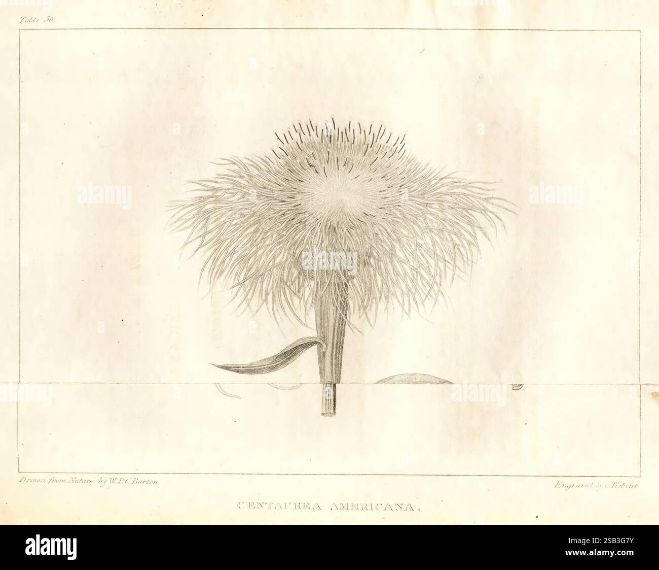 A Flora of North America, Philadelphie, M. Carey & sons, 1821-23, North America, Botany, l'illustration montre une étude botanique complexe d'un arrangement floral épi. La fleur présente un amas dense de longs filaments minces qui rayonnent vers l'extérieur, ressemblant à un éclat de feux d'artifice. Sous la fleur, une seule tige verte émerge, mettant en valeur un appendice feuillu qui soutient élégamment la structure unique de la fleur. Le détail méticuleux met en évidence la texture des filaments et la nature délicate de la plante, démontrant la beauté des formes botaniques. La composition globale e Banque D'Images
