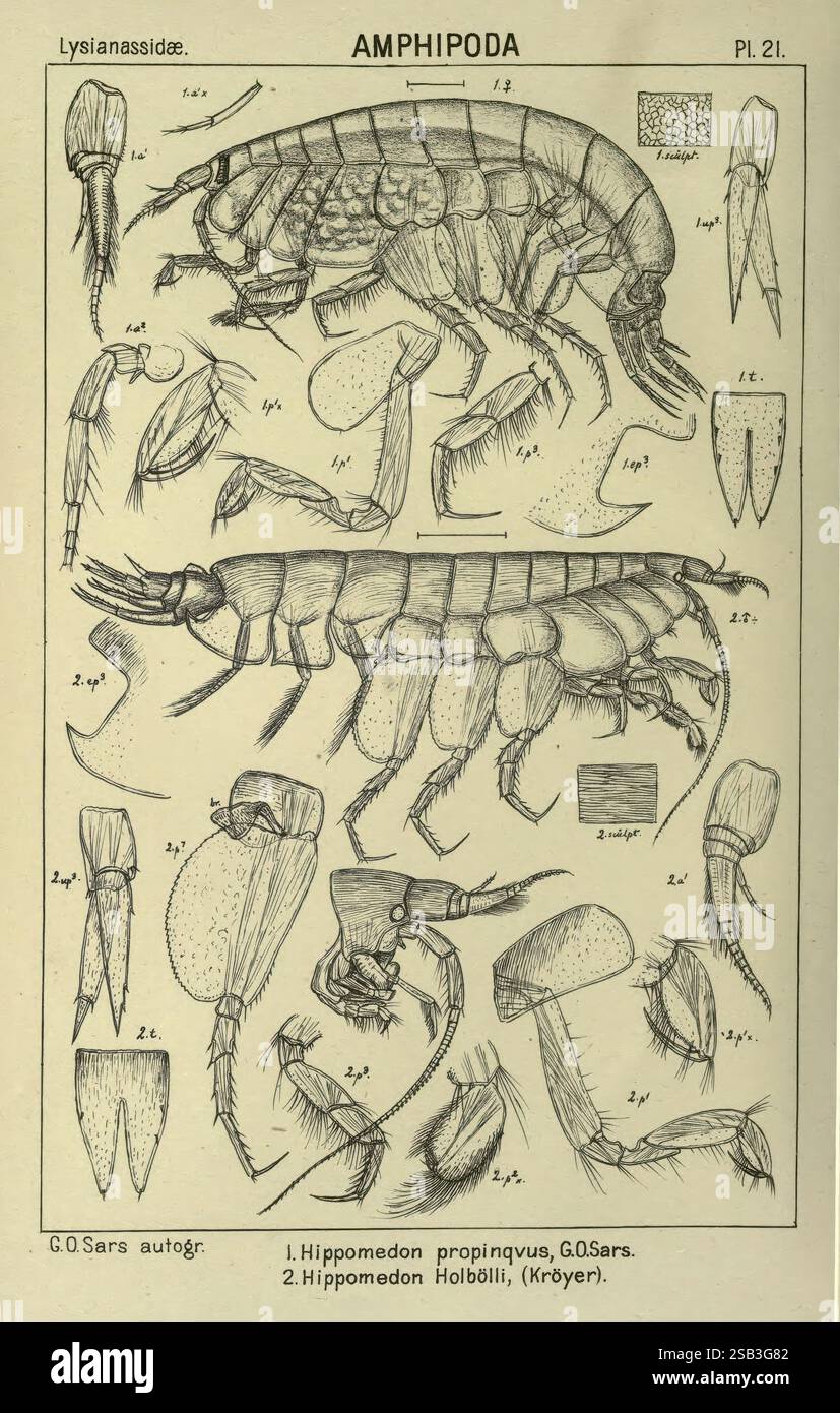 Un, compte-rendu, de, le, Crustacea, de, Norway Amphipoda, (planches ...