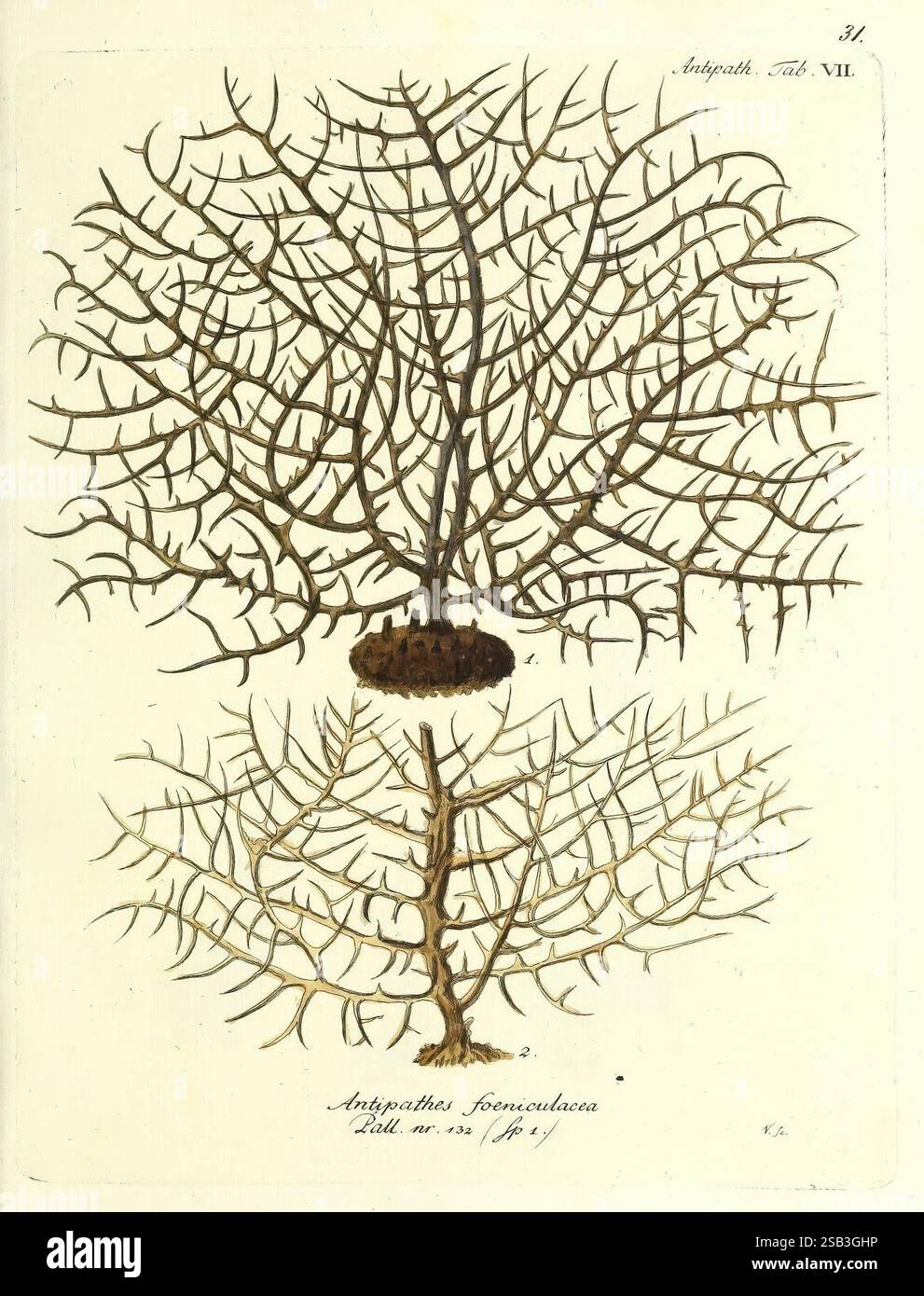 Die Pflanzenthiere in Abbildungen nach der Natur, Nèurnberg, in der Raspischen Buchhandlung, 1791-1830, cnidaria, ctenophora, corail, L'illustration présente deux représentations détaillées d'un organisme marin ramifié, probablement une espèce de corail ou un éventail marin. La section supérieure présente un réseau complexe de branches fines et complexes qui rayonnent symétriquement à partir d'un point central, formant une structure délicate et élaborée. La section inférieure semble représenter un dessin similaire, mais souligne une base plus robuste, suggérant qu'elle peut servir de fondation pour les branches tentaculaires ci-dessus. Chaque branche Banque D'Images